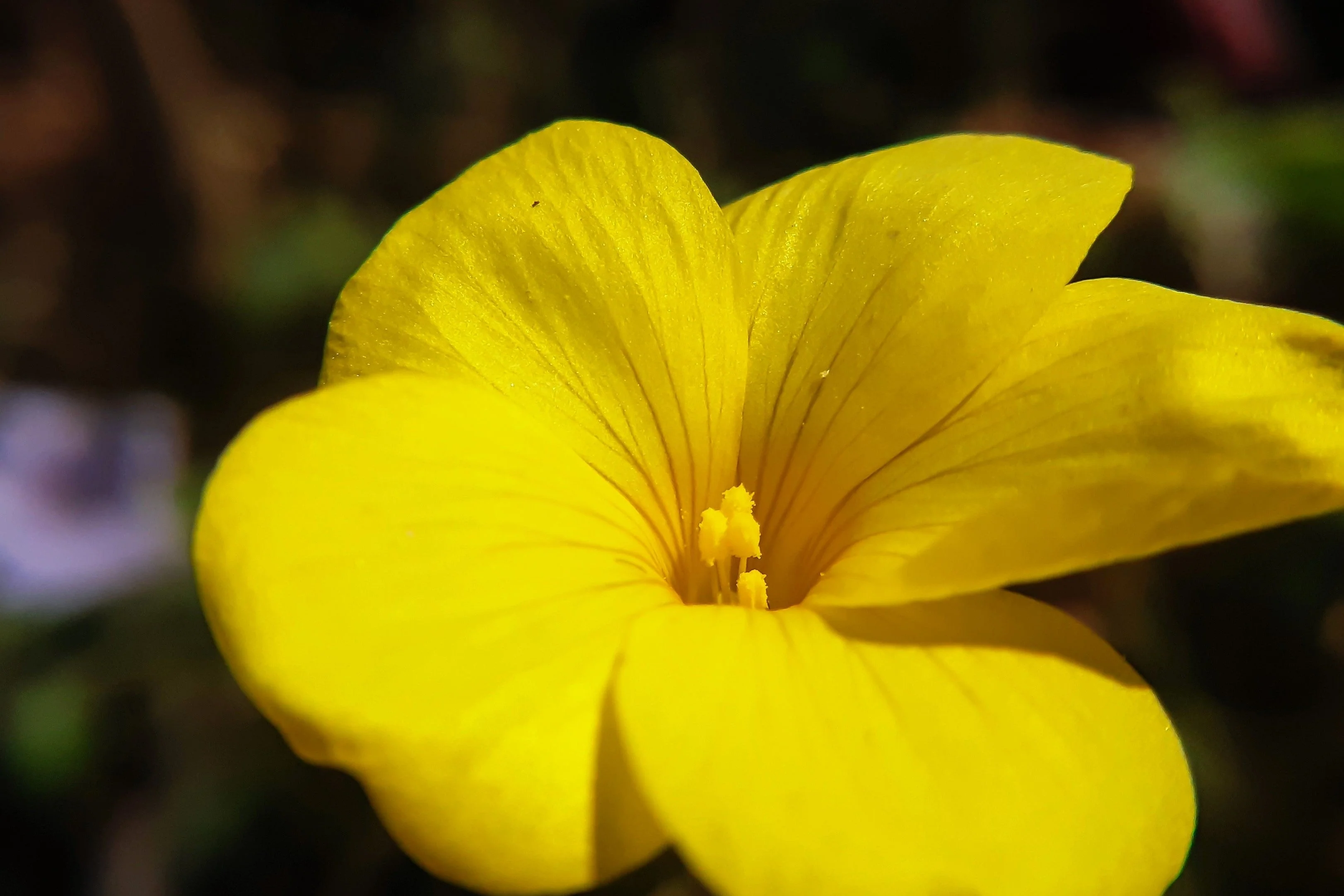 500 Organic GOLDEN FLAX Yellow Linseed Common Linum Flavum Flower Seeds - Image 4