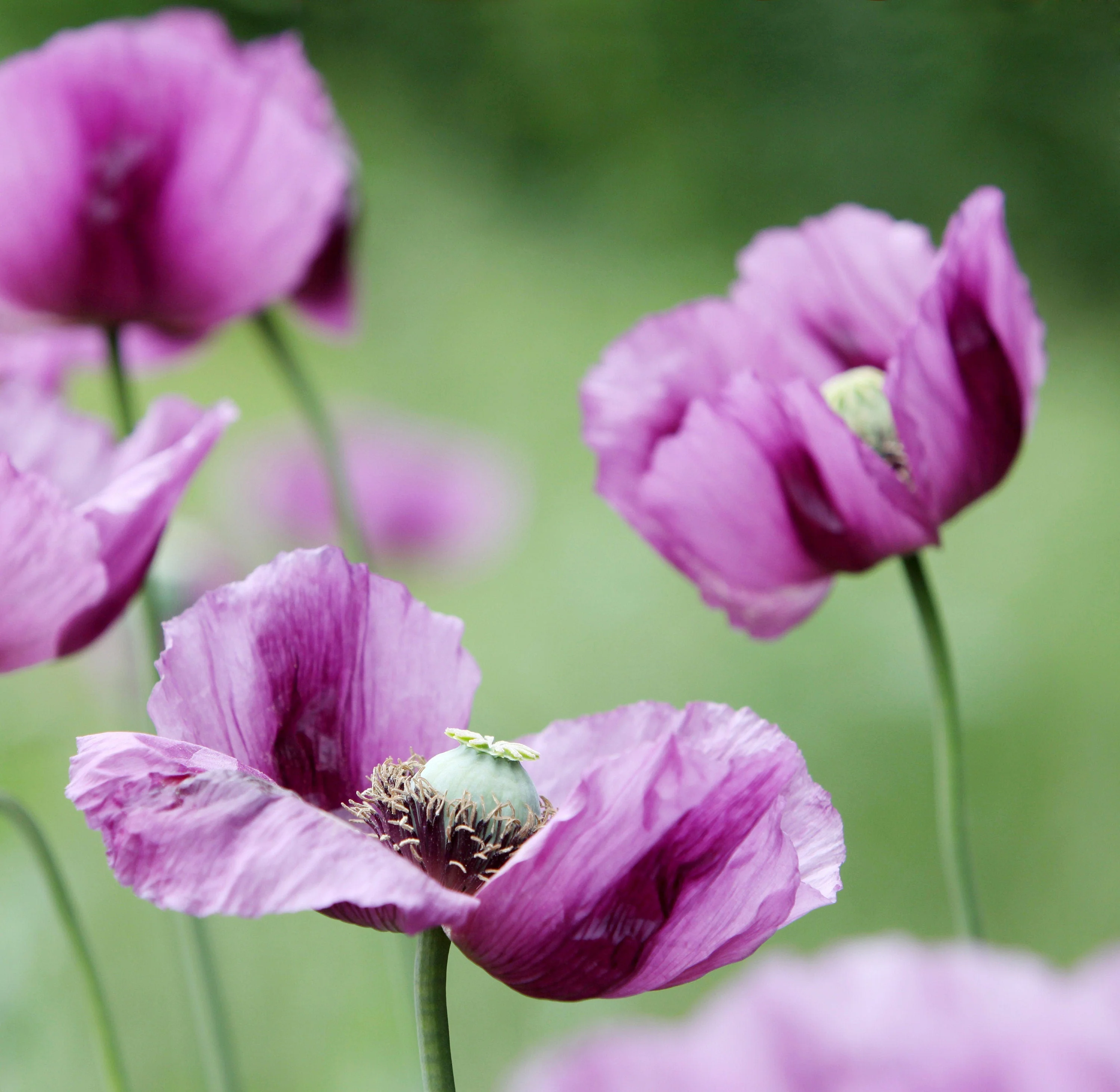 500 Organic TURKISH BLUE POPPY Heirloom Papaver Somniferum Purple to Red Flower Seeds - Image 10