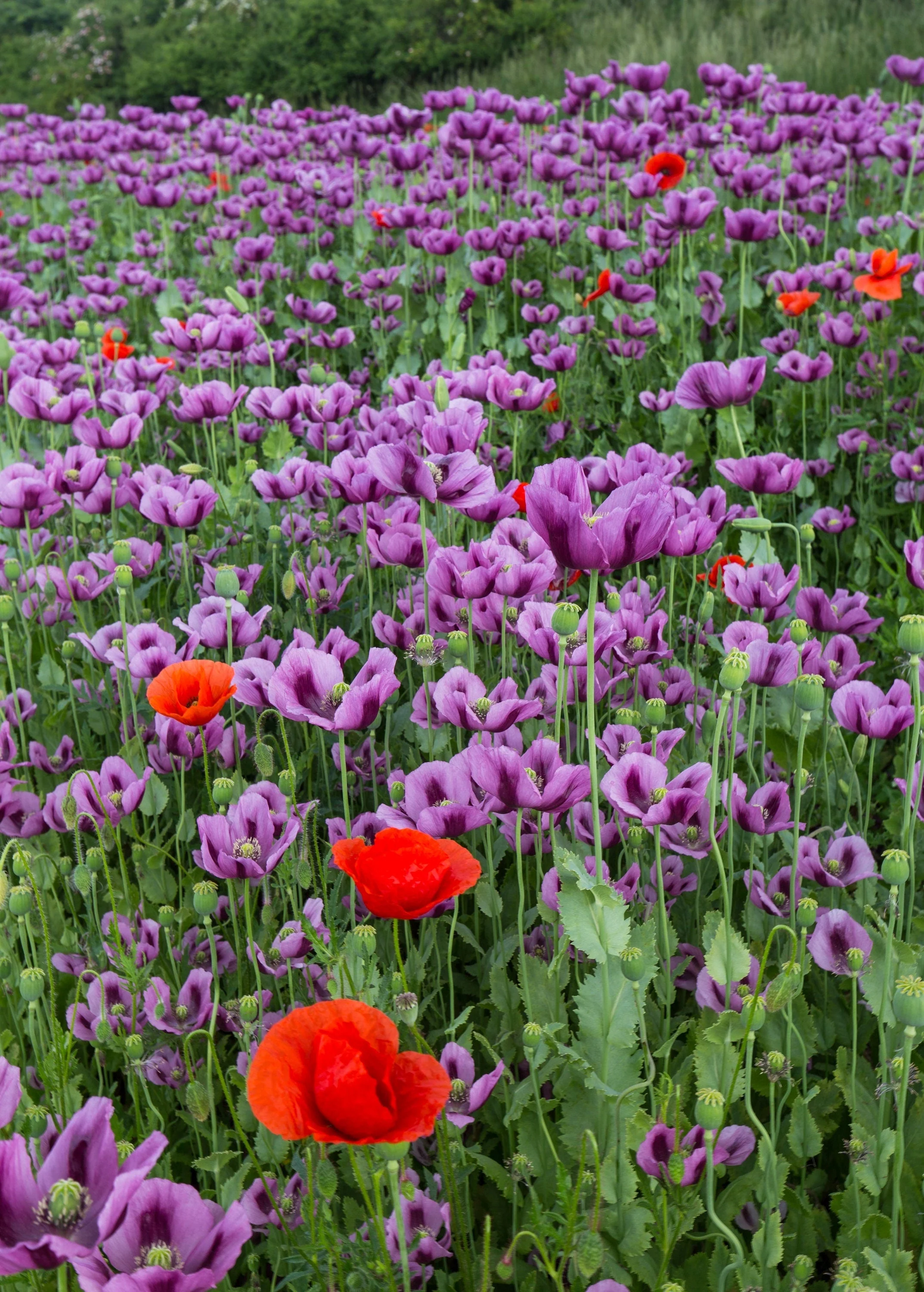 500 Organic TURKISH BLUE POPPY Heirloom Papaver Somniferum Purple to Red Flower Seeds - Image 9