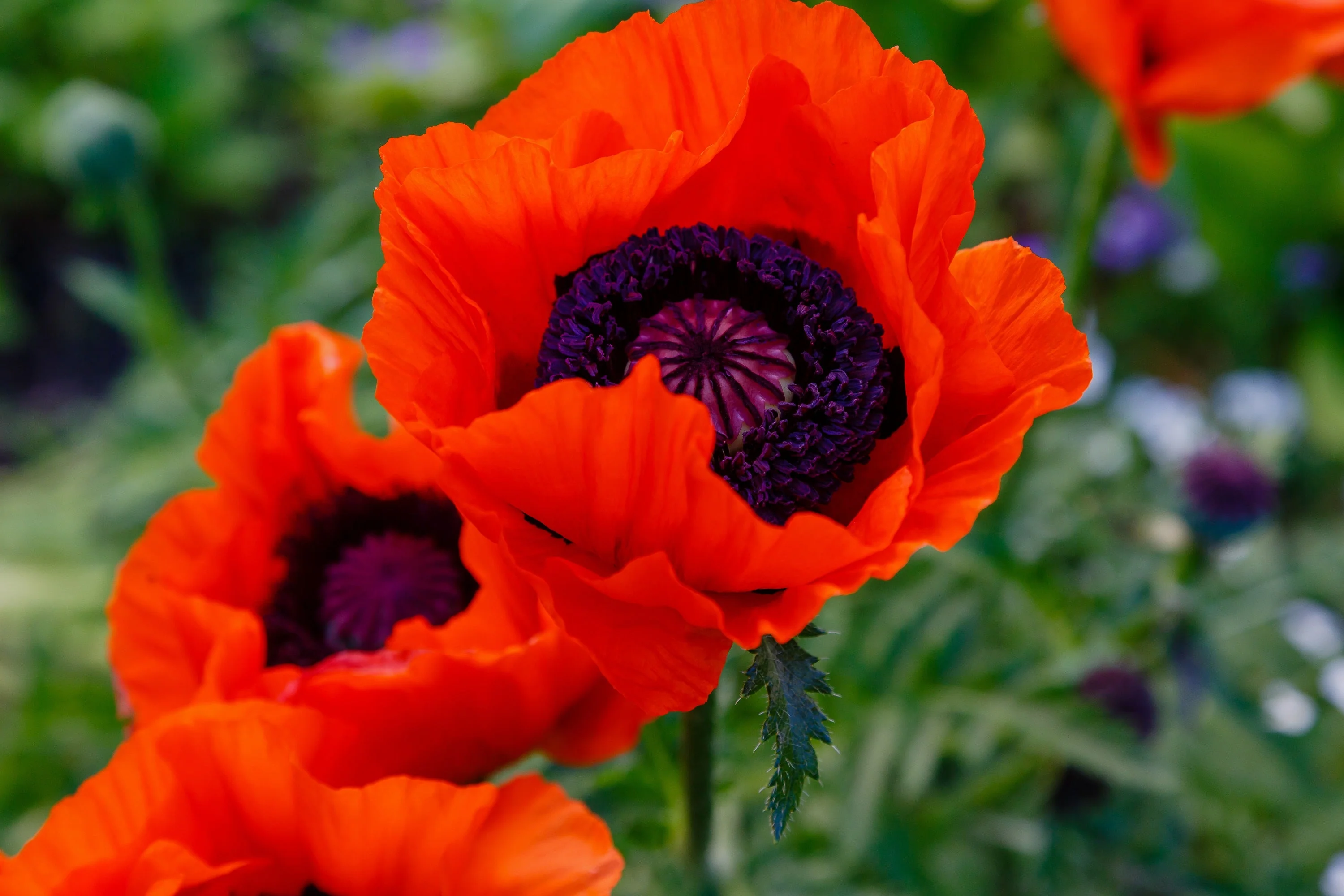 500 ORIENTAL RED Mix POPPY Papaver Orientale Flower Seeds - Image 8