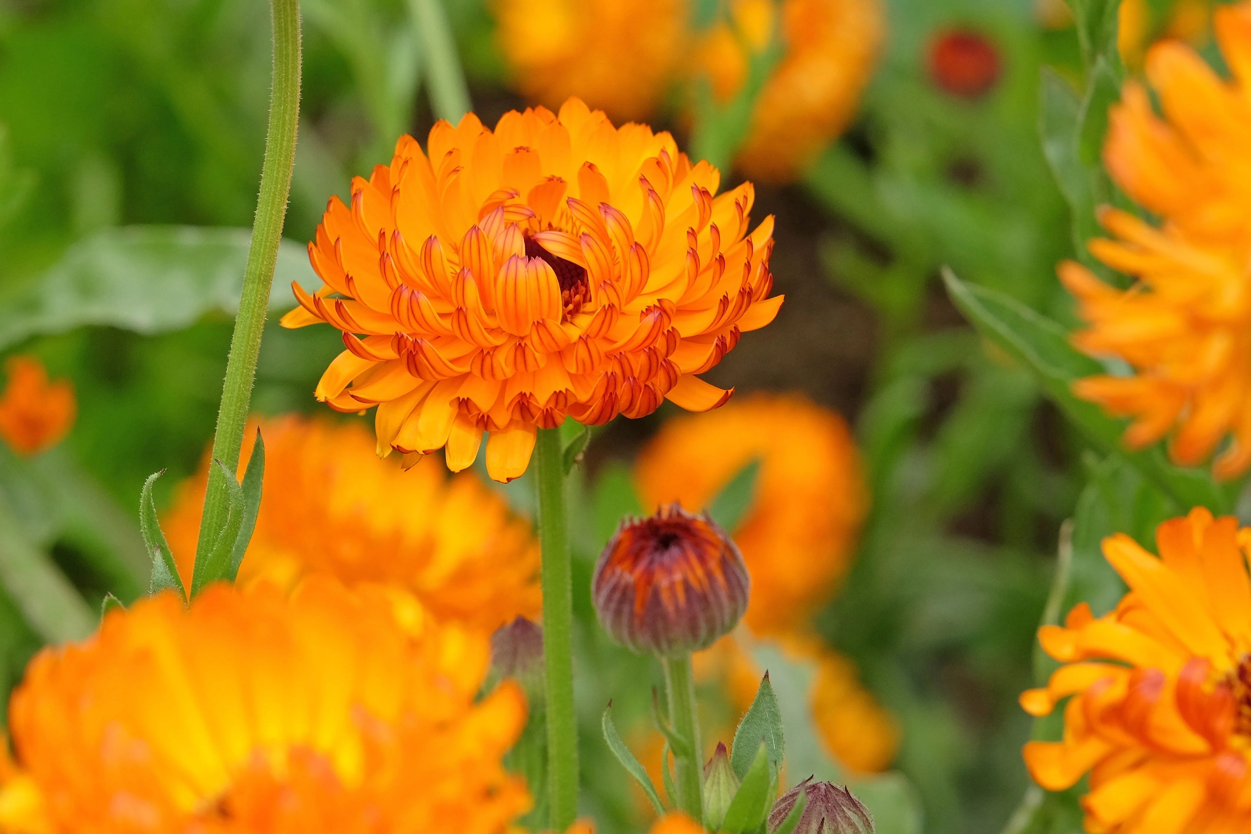 500 PACIFIC Beauty ORANGE MARIGOLD Calendula Officinalis Flower Seeds - Image 12