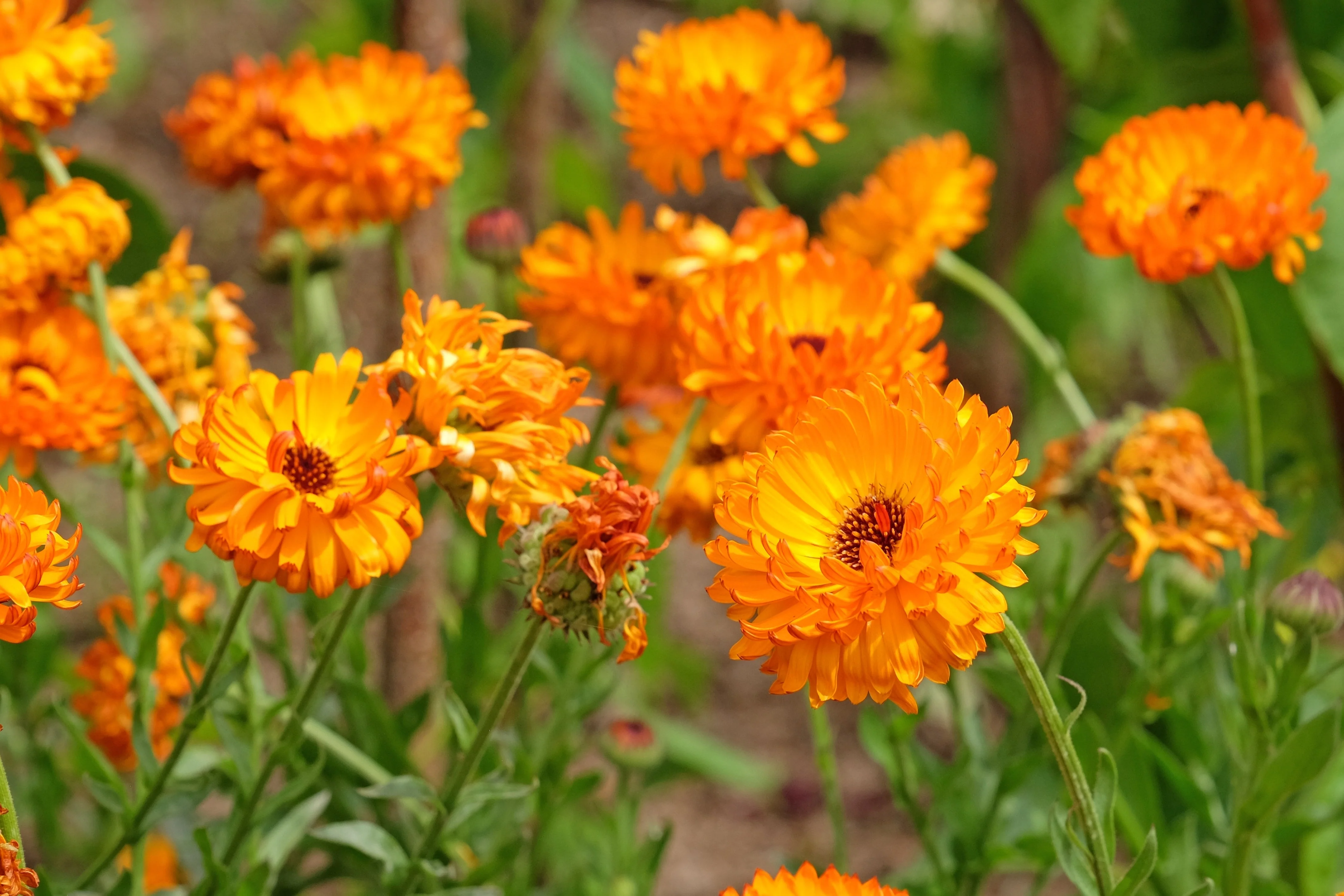 500 PACIFIC Beauty ORANGE MARIGOLD Calendula Officinalis Flower Seeds - Image 3