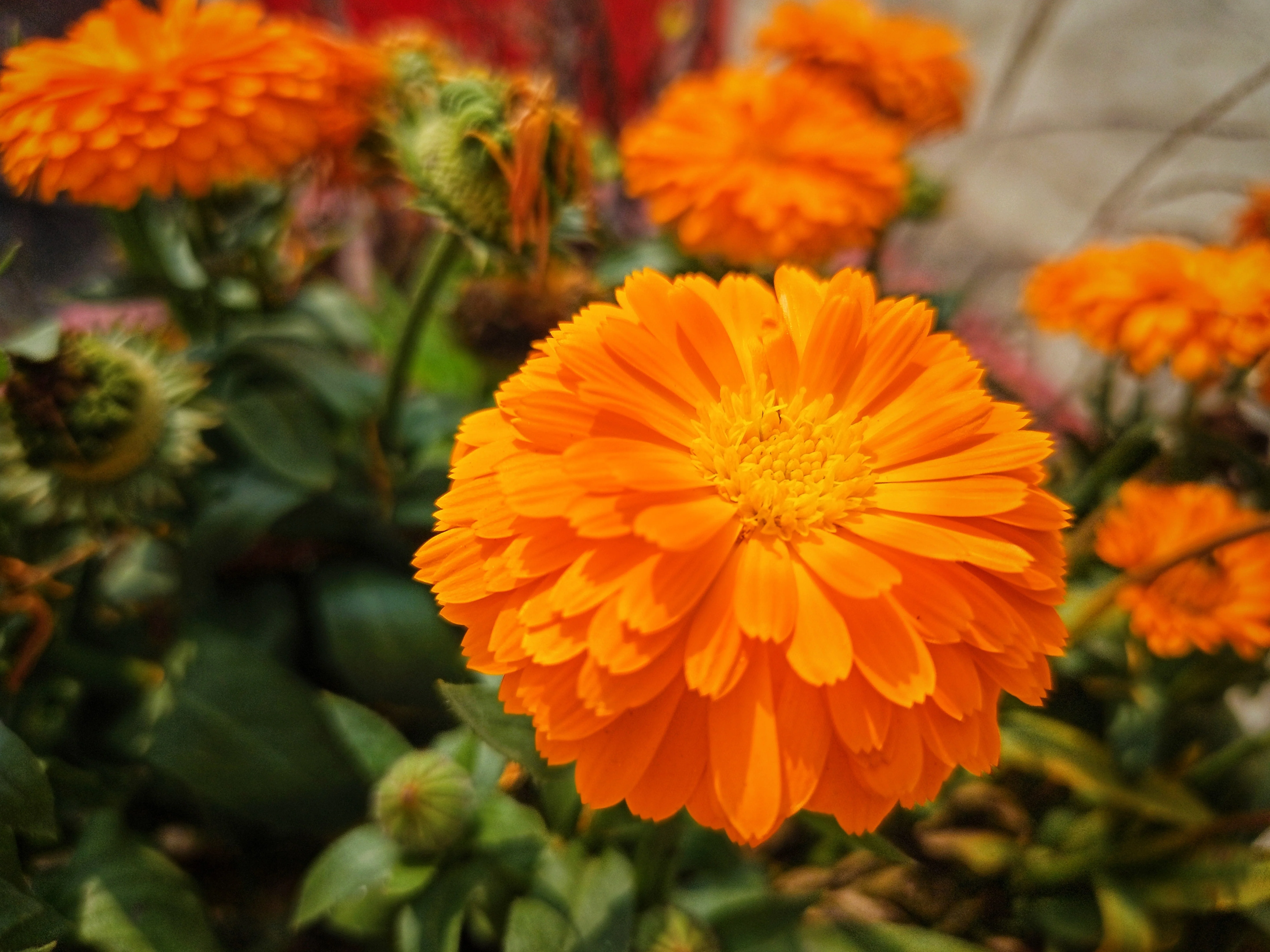 500 PACIFIC Beauty ORANGE MARIGOLD Calendula Officinalis Flower Seeds - Image 6