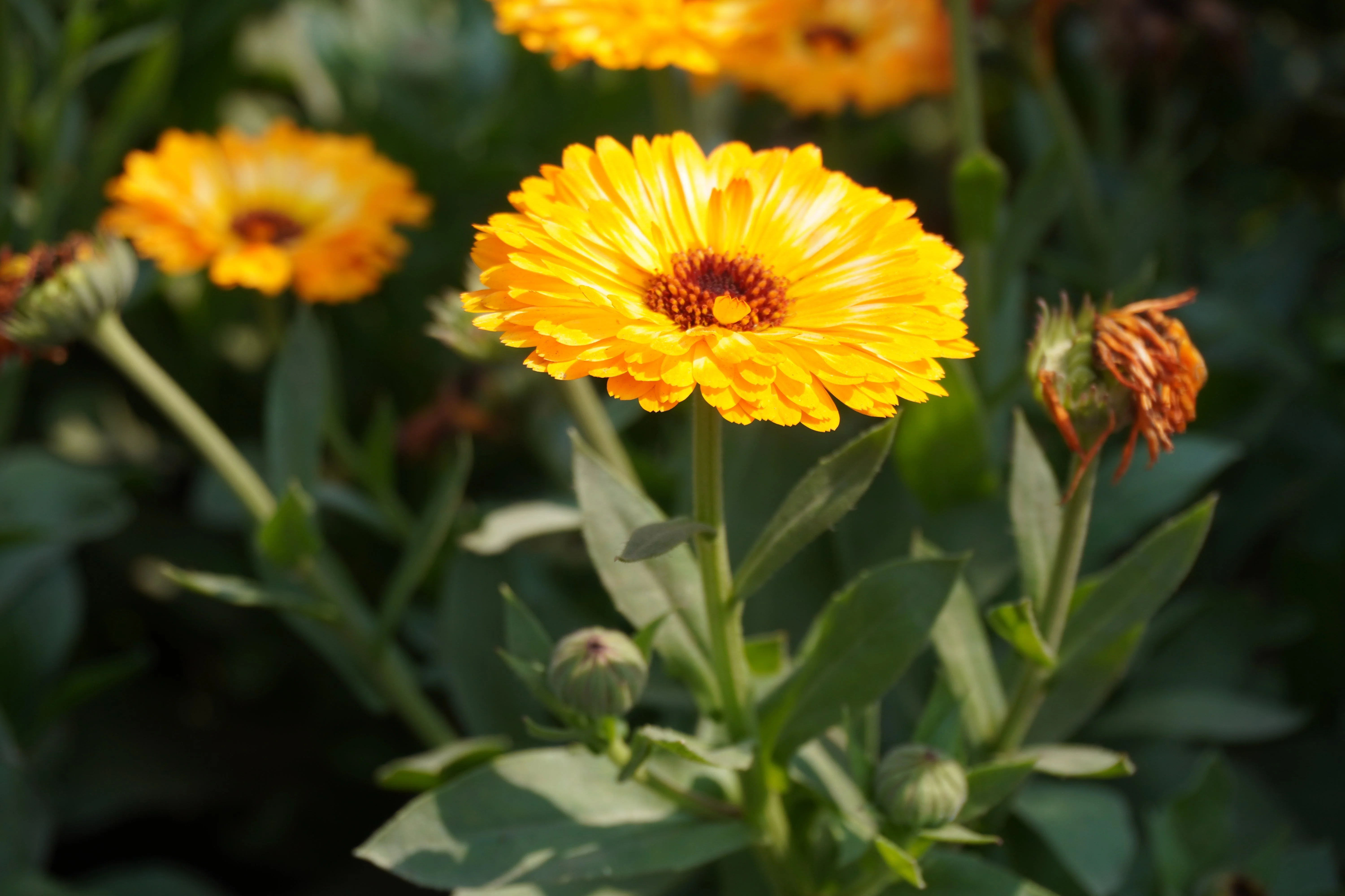 500 PACIFIC Beauty YELLOW MARIGOLD Calendula Officinalis Flower Seeds - Image 5