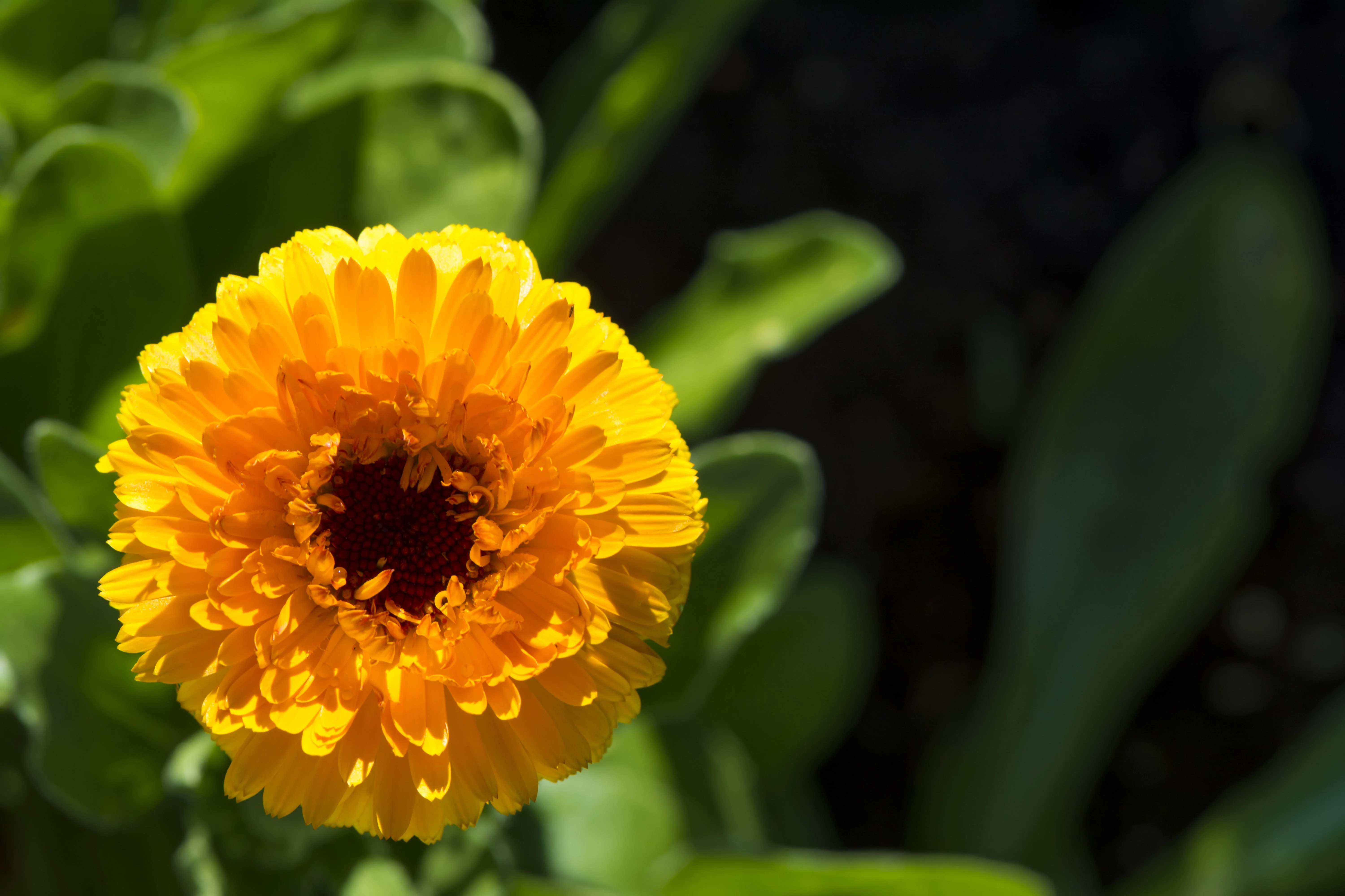 500 PACIFIC Beauty YELLOW MARIGOLD Calendula Officinalis Flower Seeds - Image 6