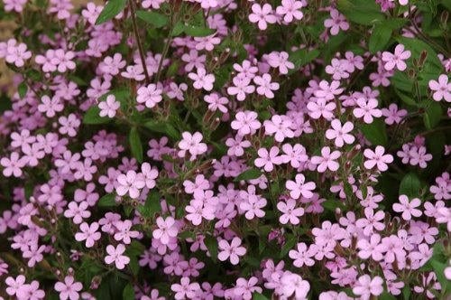 500 PINK ROCK SOAPWORT Saponaria Ocymoides Flower Seeds - Image 4
