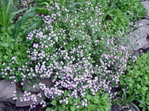 500 PINK ROCK SOAPWORT Saponaria Ocymoides Flower Seeds - Image 5