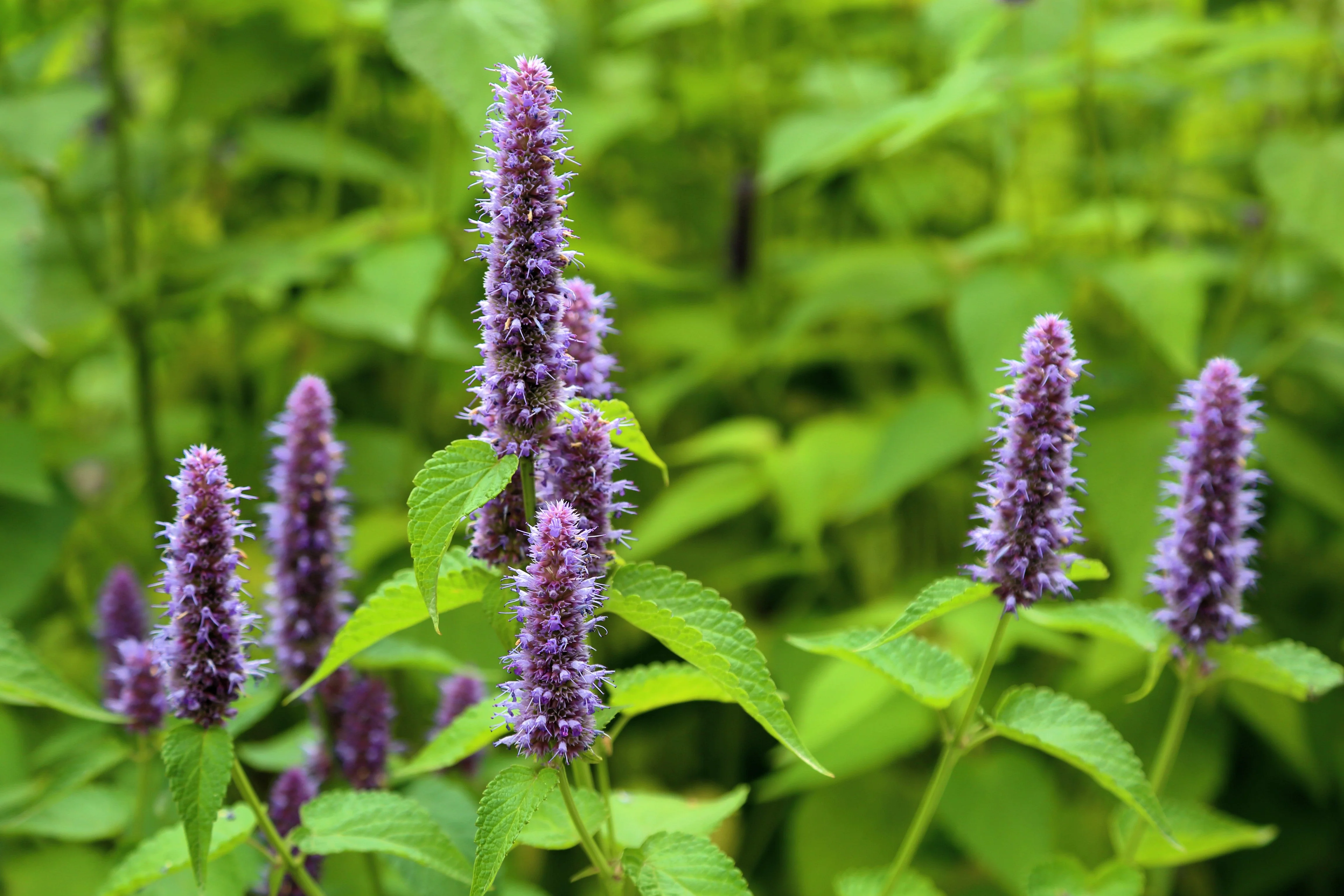 500 PURPLE ANISE HYSSOP (Licorice Mint / Blue Giant) Agastache Foeniculum Herb Flower Seeds - Image 7