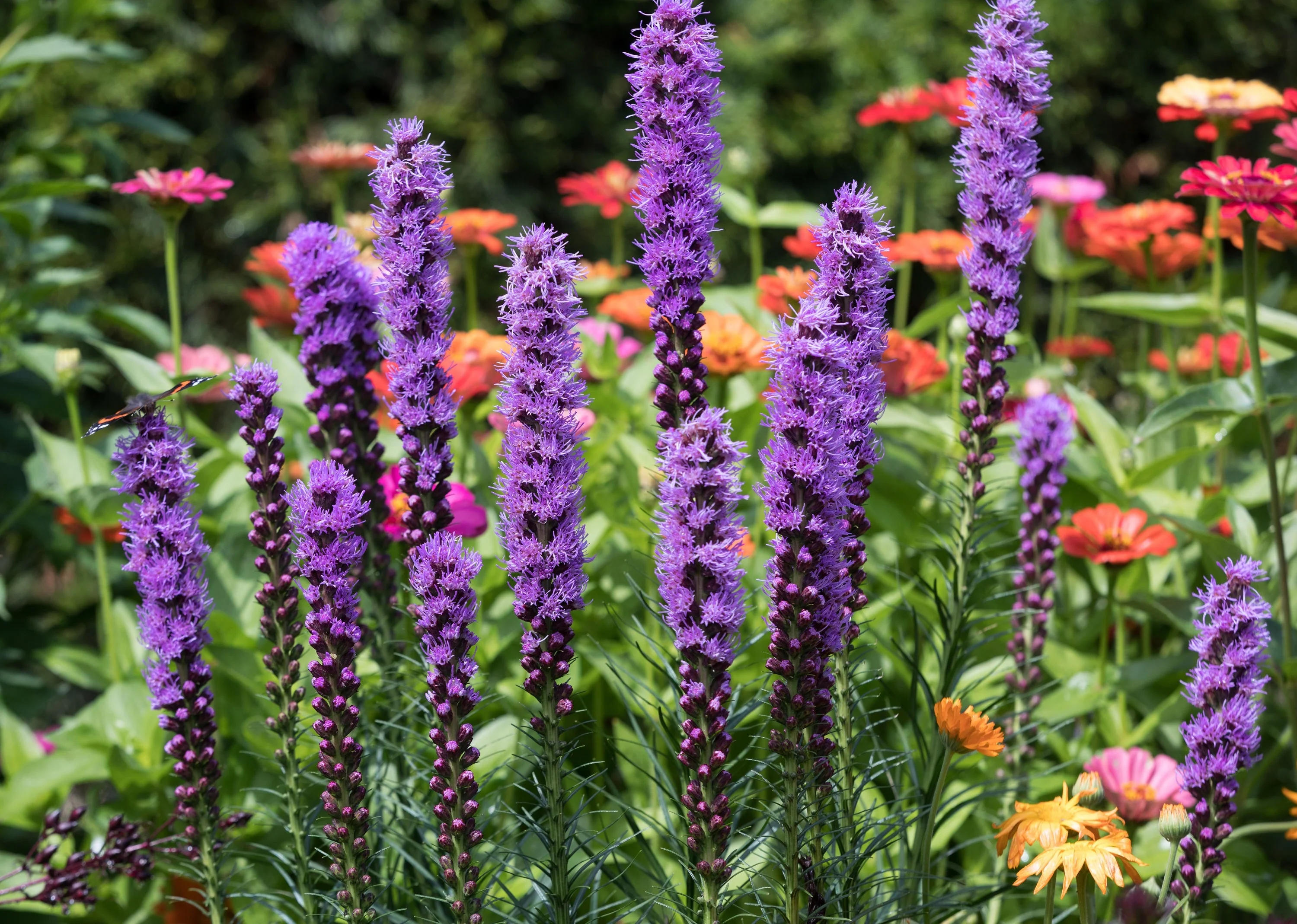 500 Purple BLAZING STAR Gayfeather LIATRIS Spicata Flower Seeds - Image 5