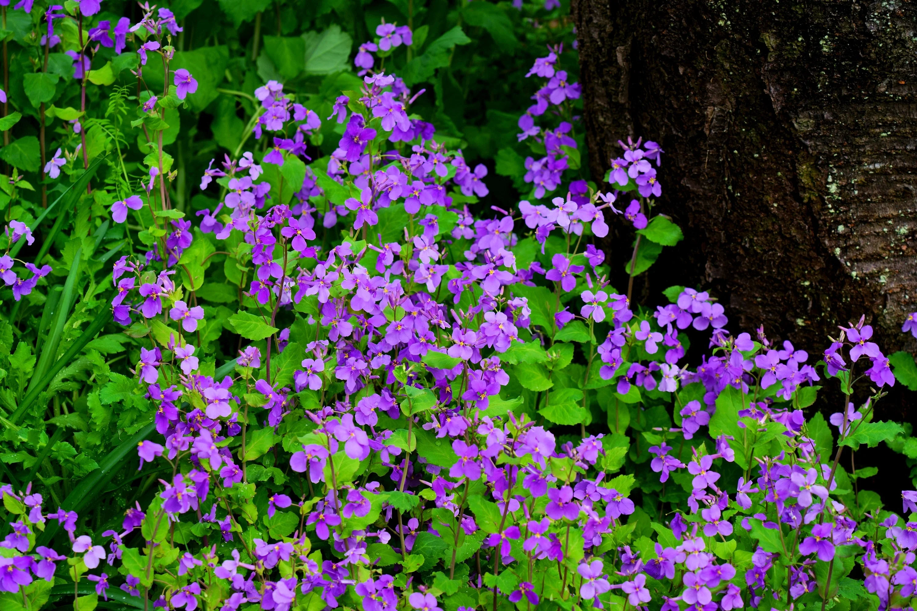 500 Purple FEBRUARY ORCHID Violet Cress Orychophragmus Violaceus 2" Flower Edible Vegetable Seeds - Image 13