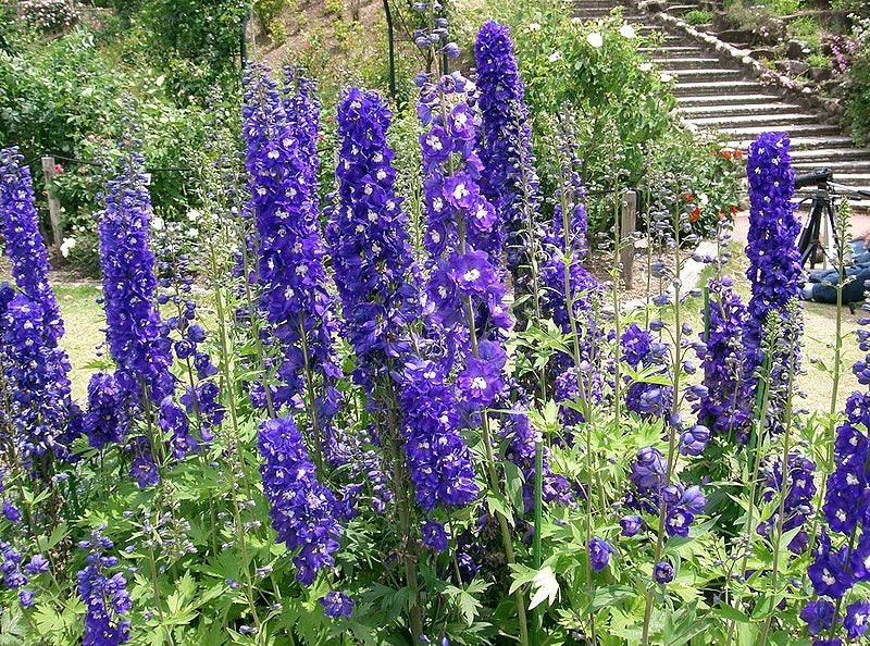 500 Purple ROCKET LARKSPUR DELPHINIUM Ajacis Consolida Flower Seeds - Image 4