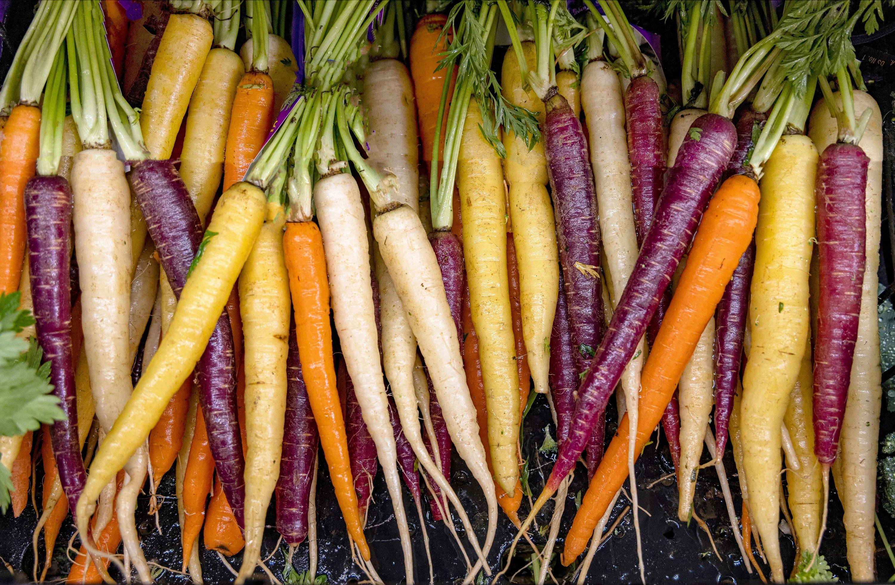 500 RAINBOW CARROT MIX White Red Yellow Purple Orange Daucus Carrota Seeds - Image 3