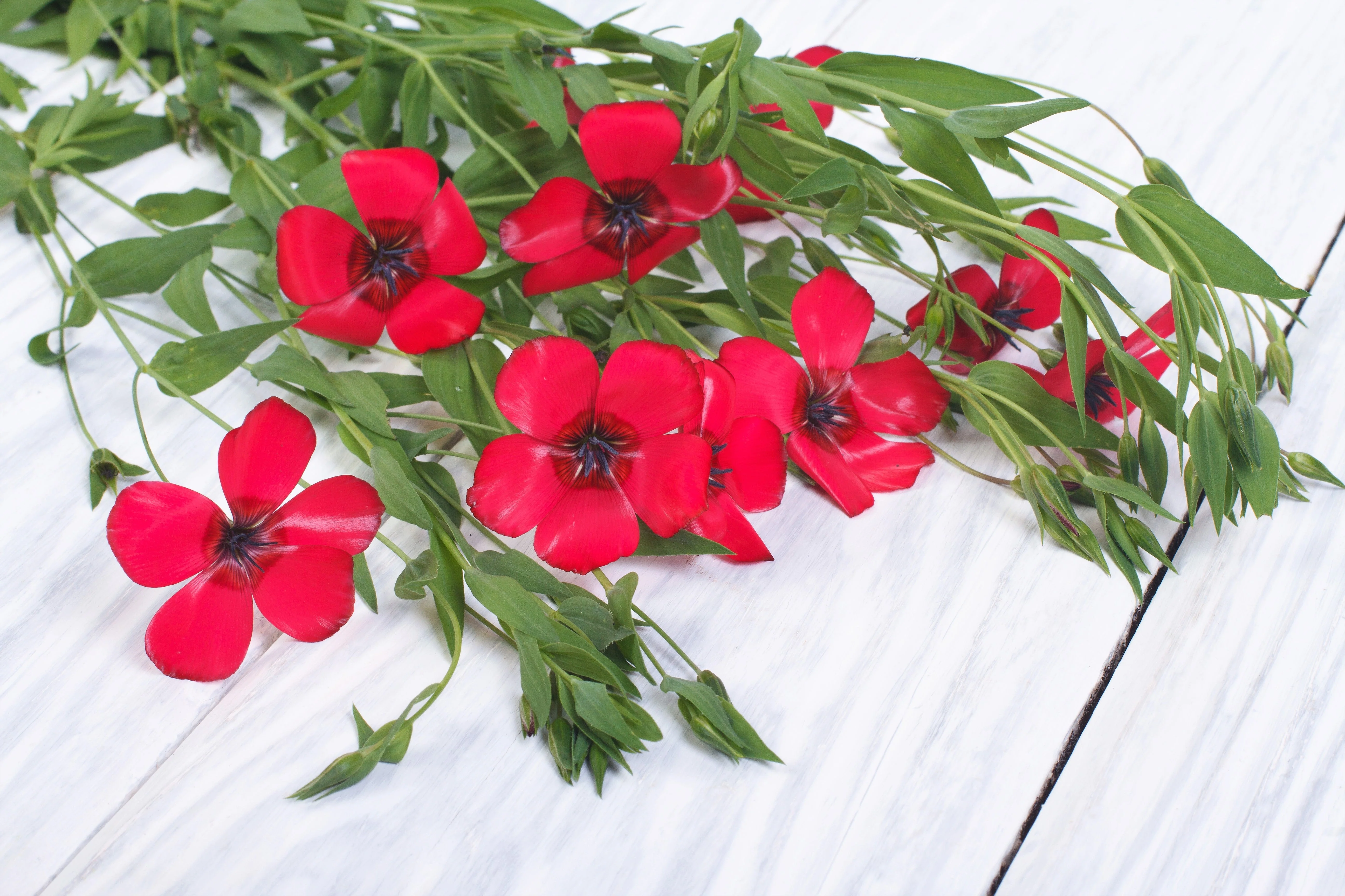 500 Red SCARLET FLAX Linum Grandiflorum Rubrum Flower Seeds - Image 8