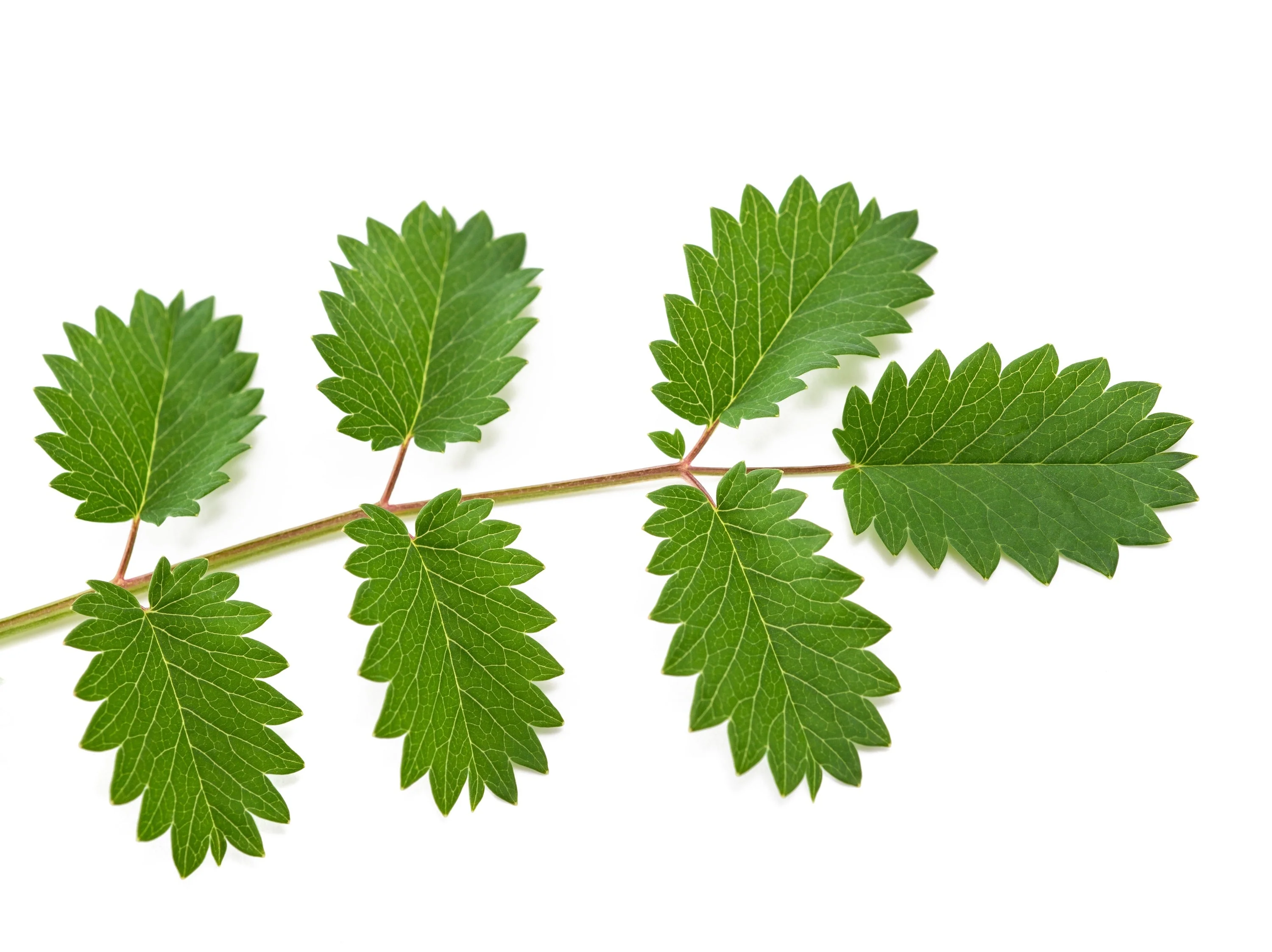 500 SALAD BURNET Sanguisorba Minor Edible Greens Vegetable Herb Flower Seeds - Image 11