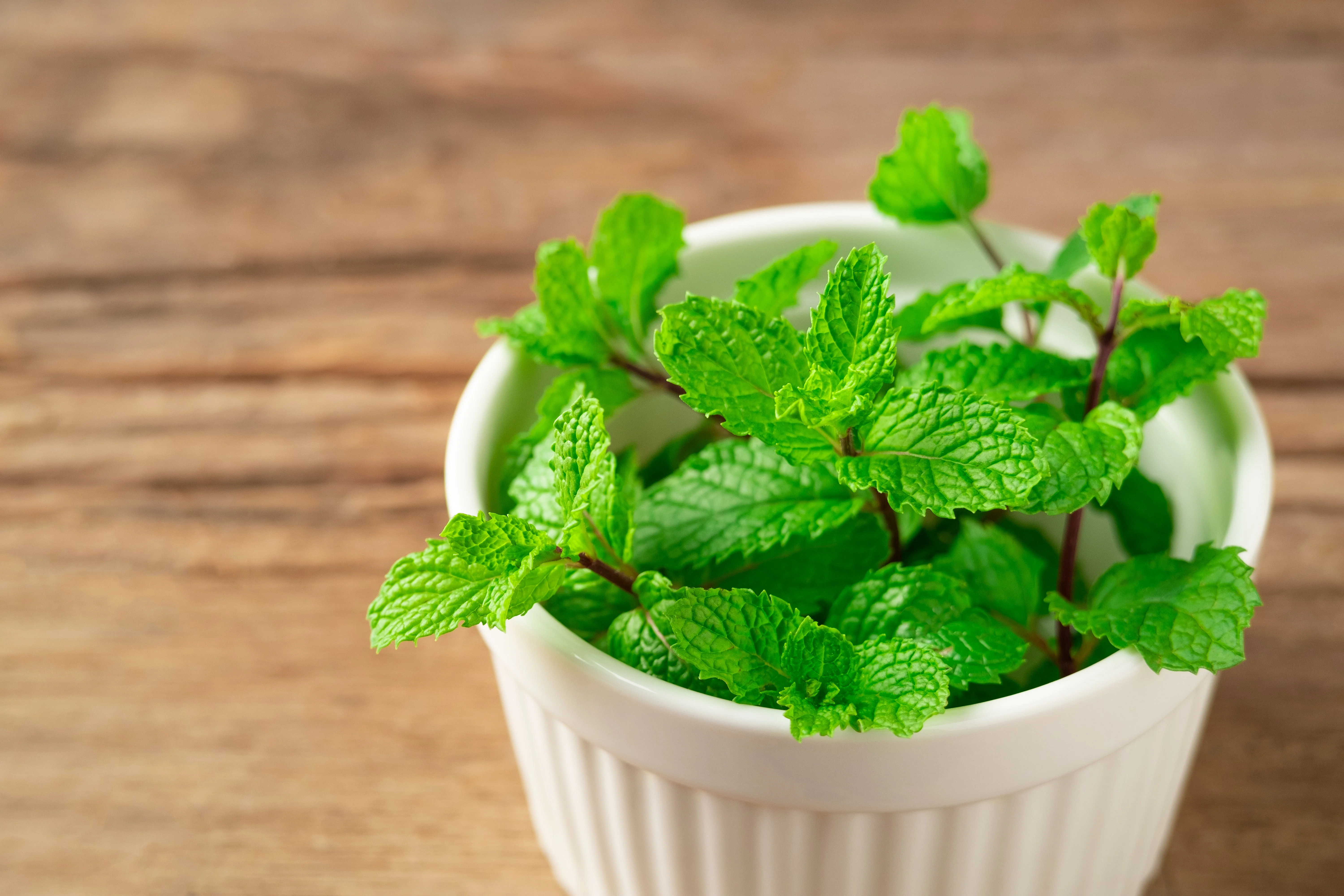 500 SPEARMINT (English Mint) Mentha Spicata Herb Flower Seeds - Image 6
