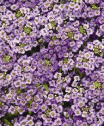 500 Sweet ALYSSUM PASTEL CARPET Mix Lobularia Maritima Flower Seeds - Image 4