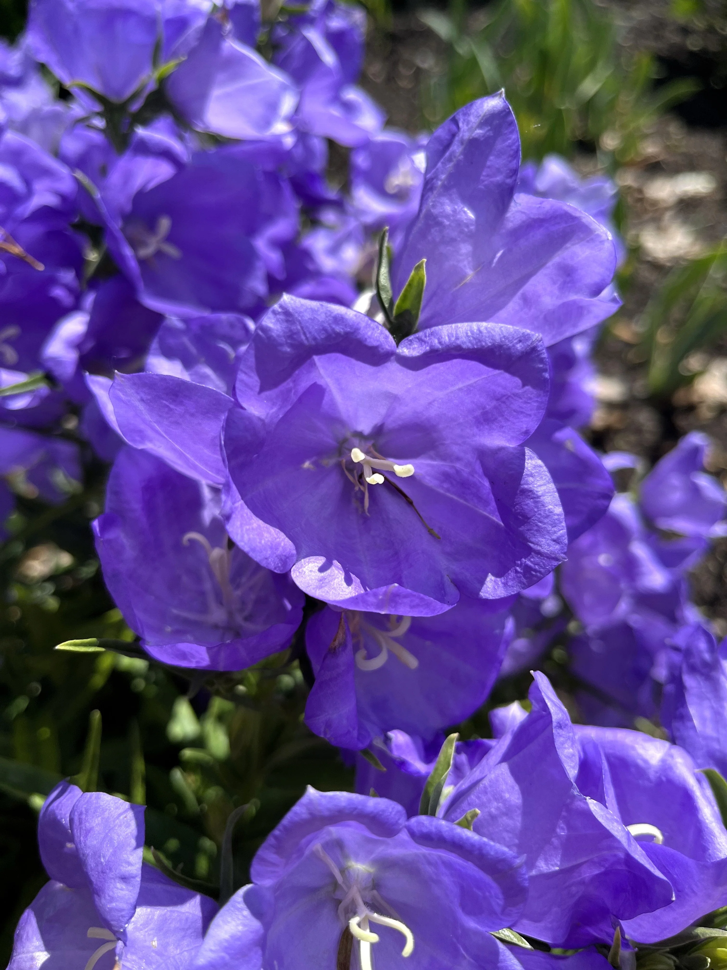 500 TELHAM BEAUTY BELLFLOWER Blue Peach Leaved Campanula Persicifolia Flower Seeds - Image 5