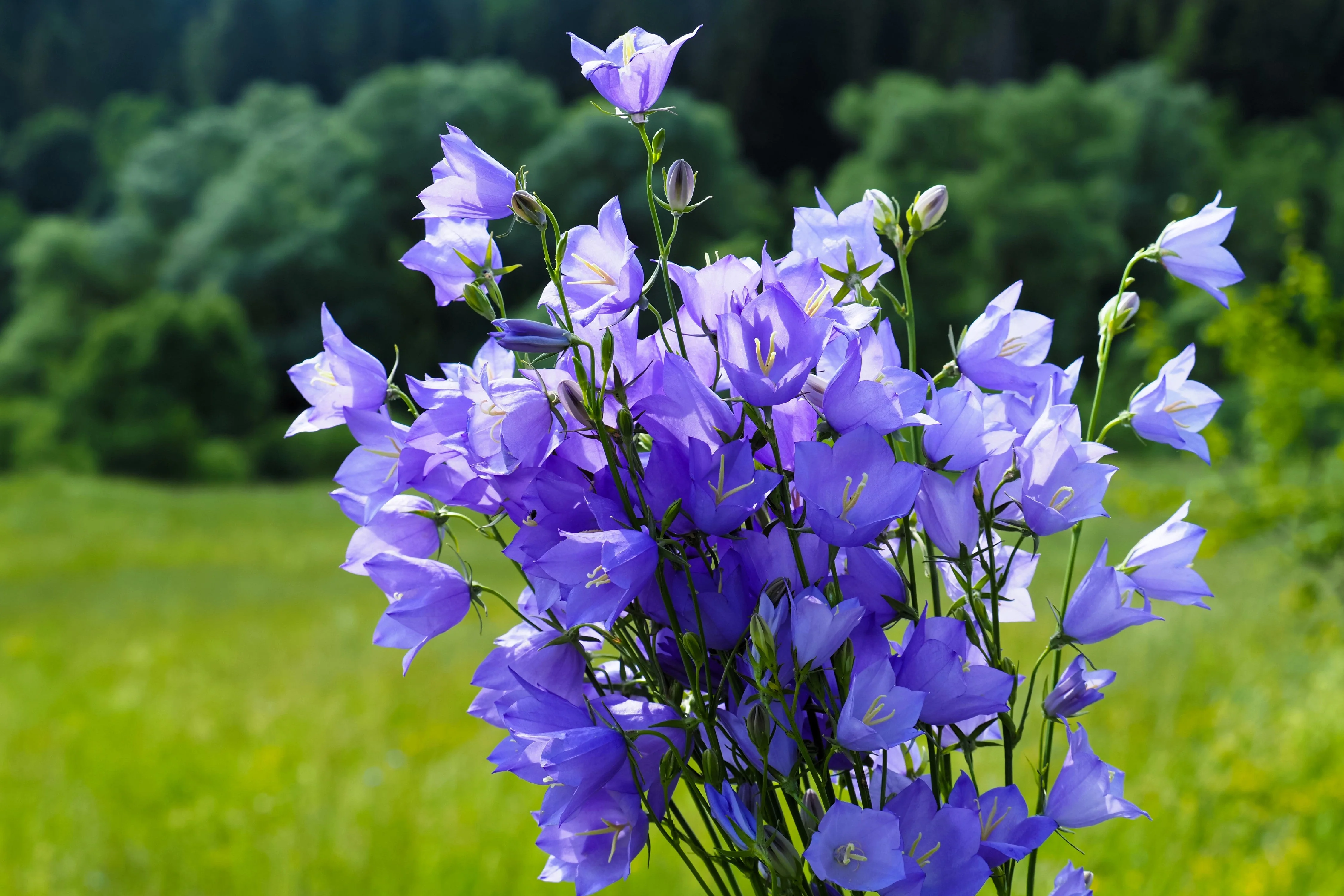 500 TELHAM BEAUTY BELLFLOWER Blue Peach Leaved Campanula Persicifolia Flower Seeds - Image 7
