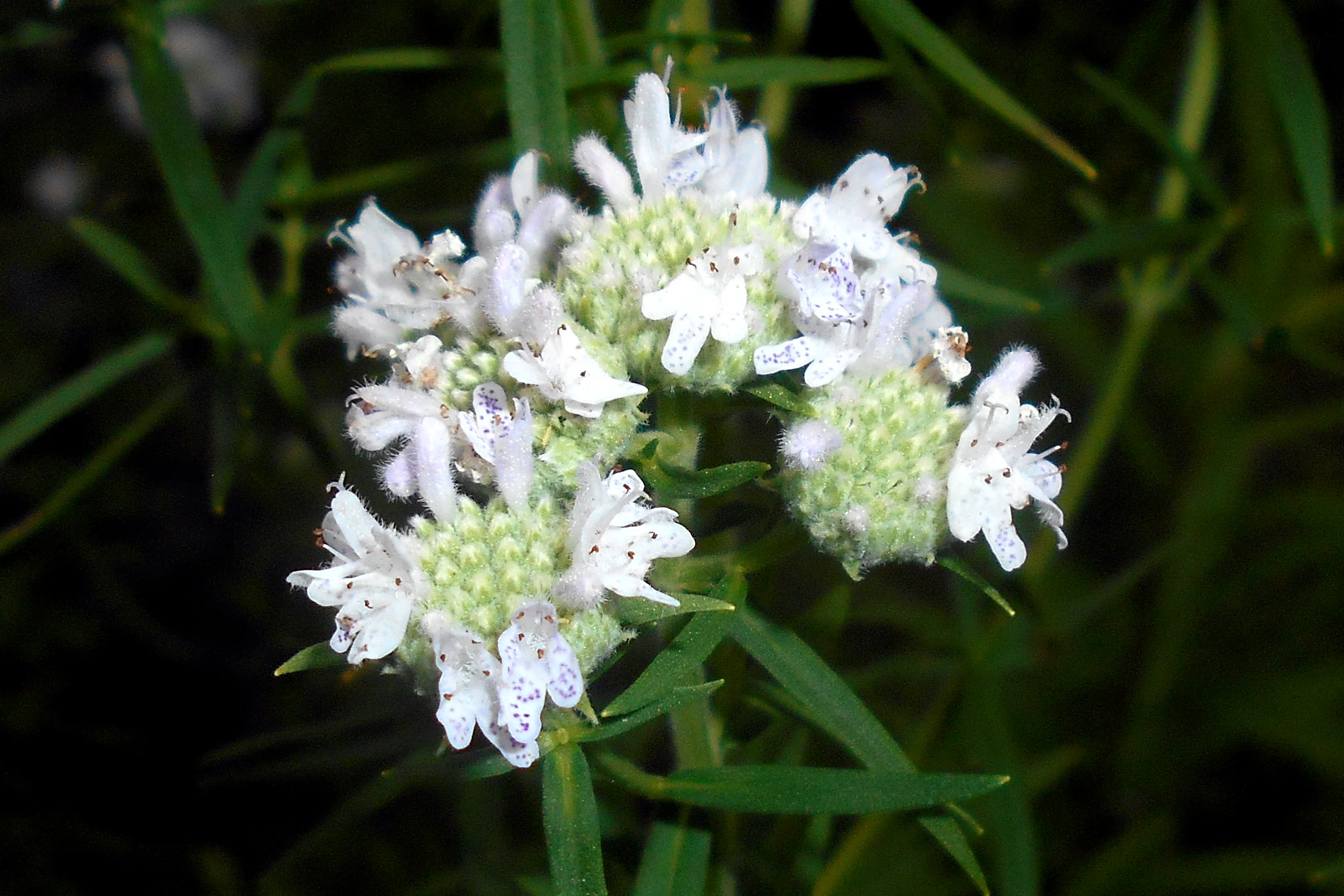 500 VIRGINIA MINT Pycnanthemum Virginianum Mountainmint Native White Flower Herb Seeds - Image 3