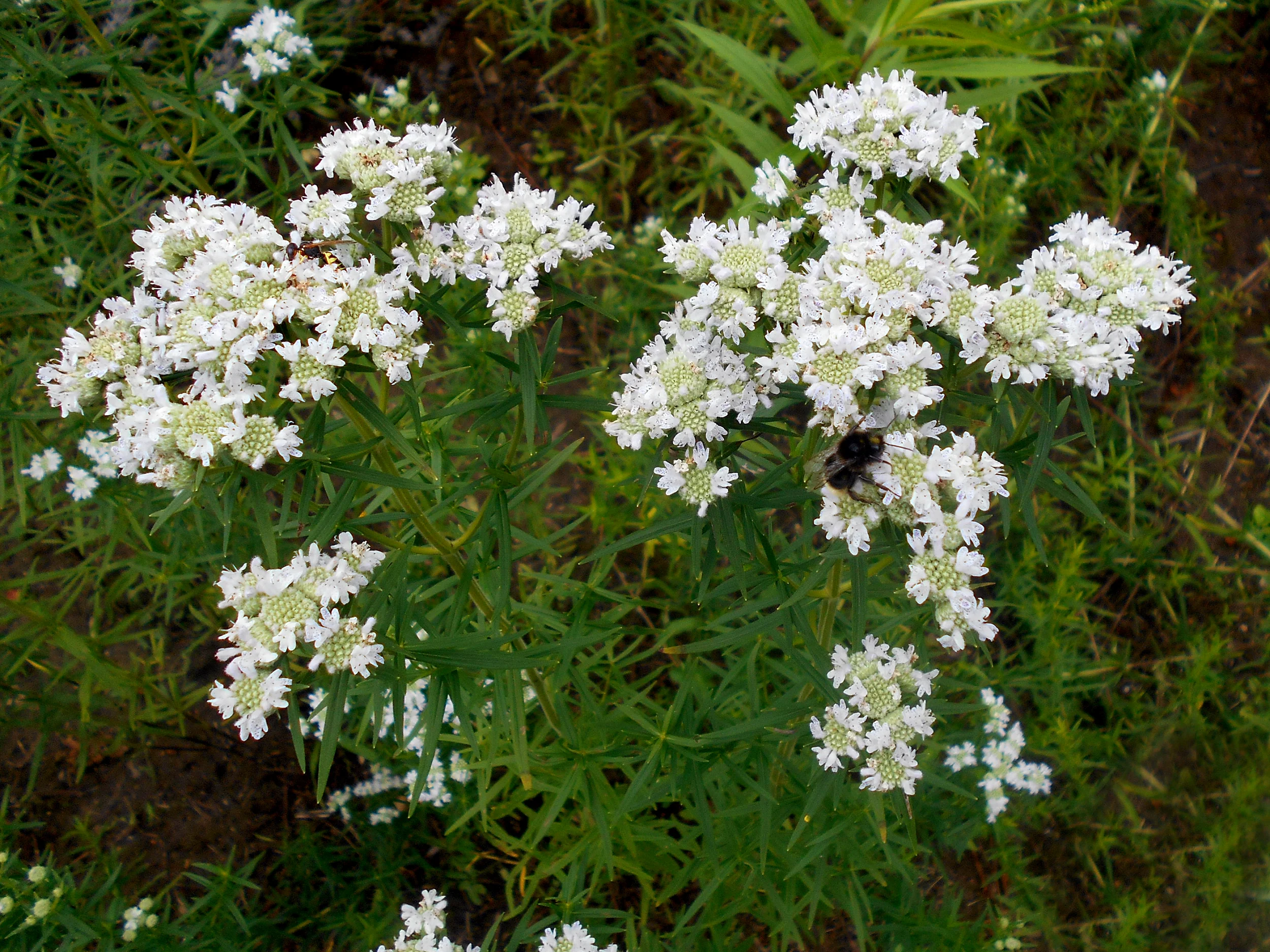 500 VIRGINIA MINT Pycnanthemum Virginianum Mountainmint Native White Flower Herb Seeds - Image 4