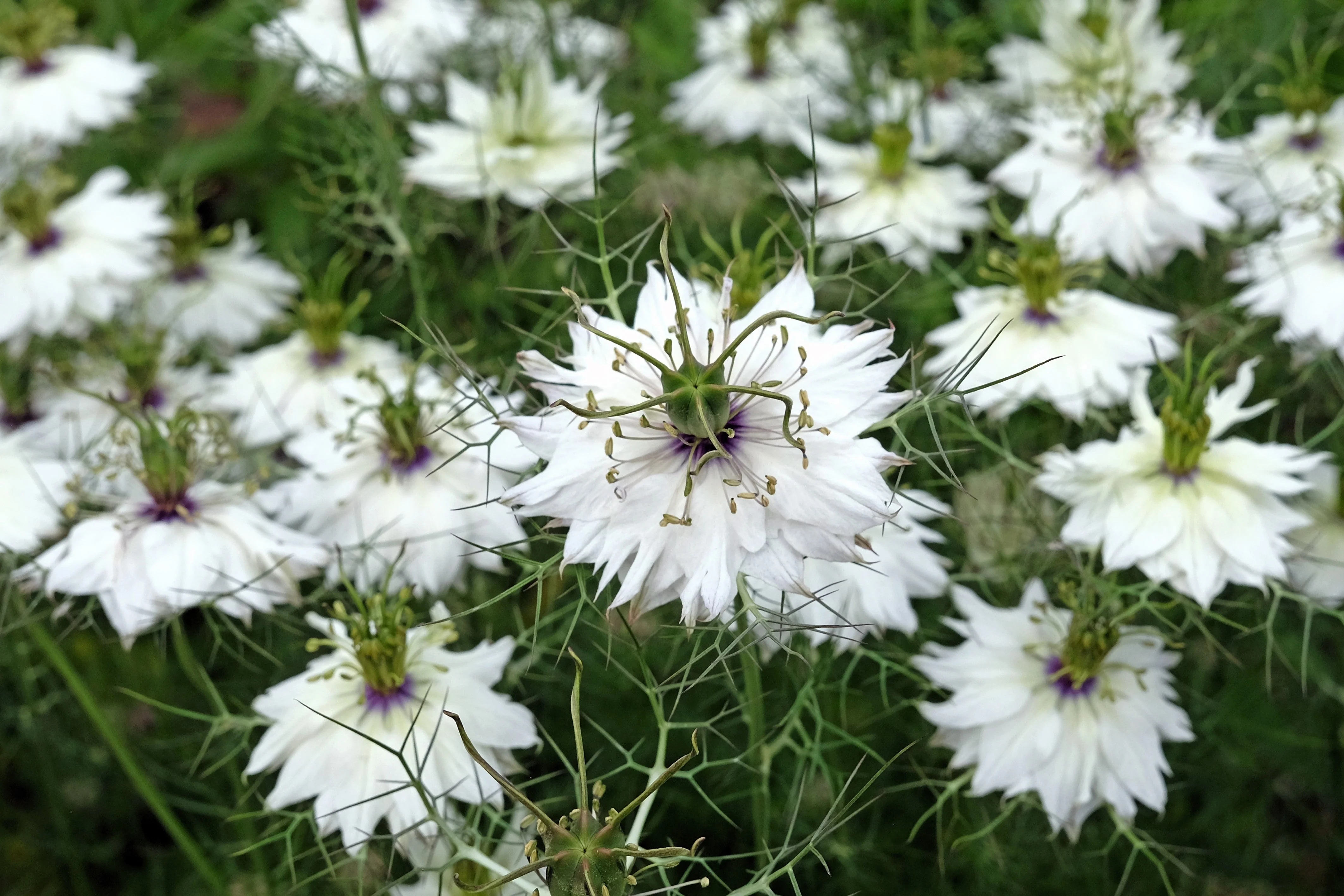 500 White LOVE IN A MIST ( Fennel Flower ) Nigella Damascena Flower Seeds - Image 3