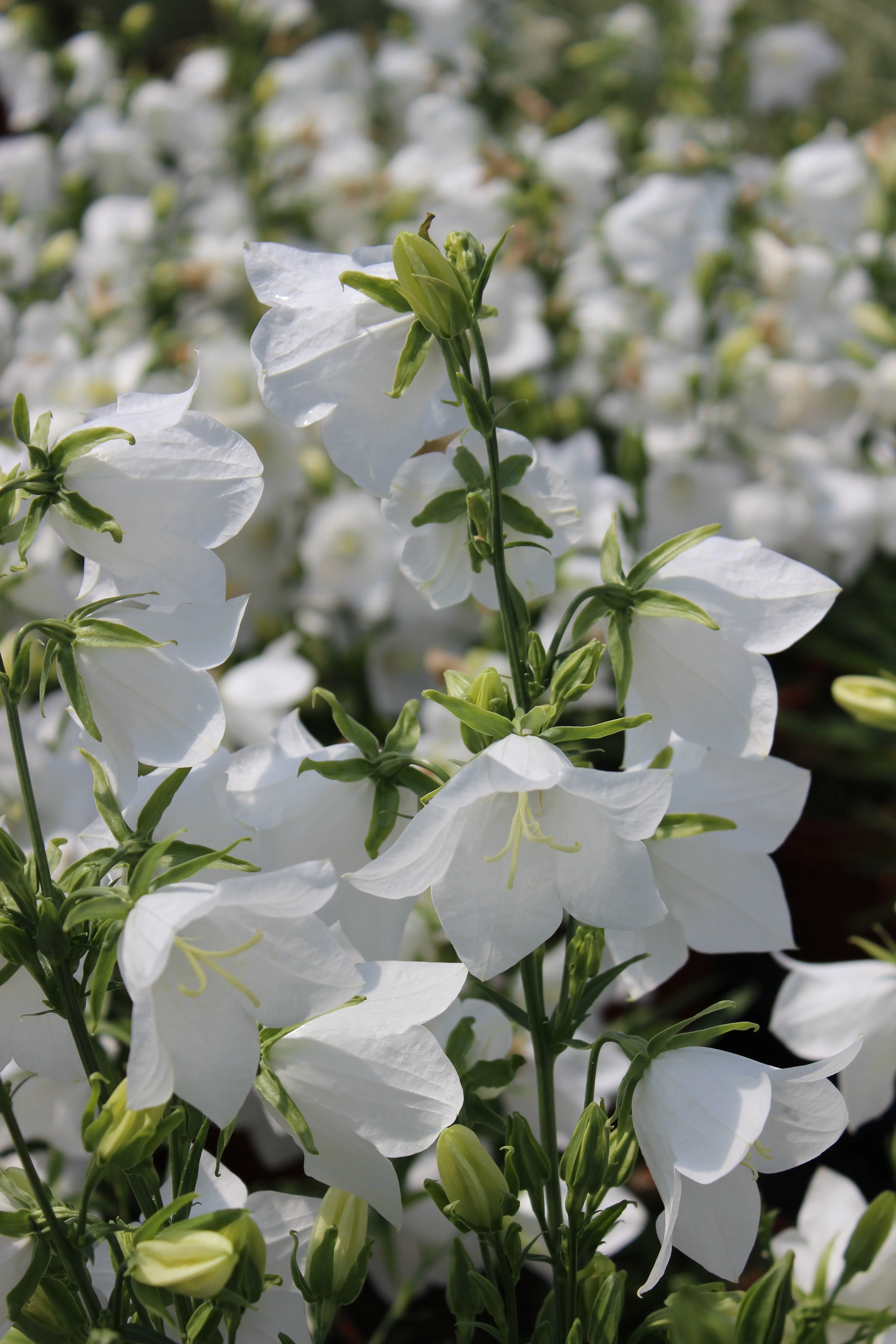500 White PEACH LEAVED BELLFLOWER Campanula Persicifolia Flower Seeds - Image 10