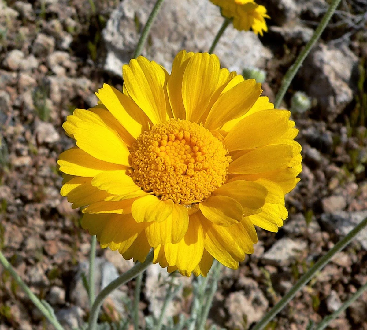 500 Yellow DESERT MARIGOLD Baileya Multiradiata Showy Drought Paper Daisy Flower Herb Seeds - Image 6