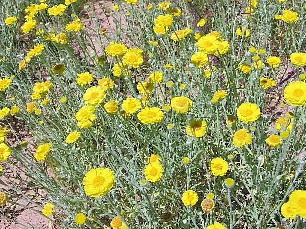 500 Yellow DESERT MARIGOLD Baileya Multiradiata Showy Drought Paper Daisy Flower Herb Seeds - Image 9