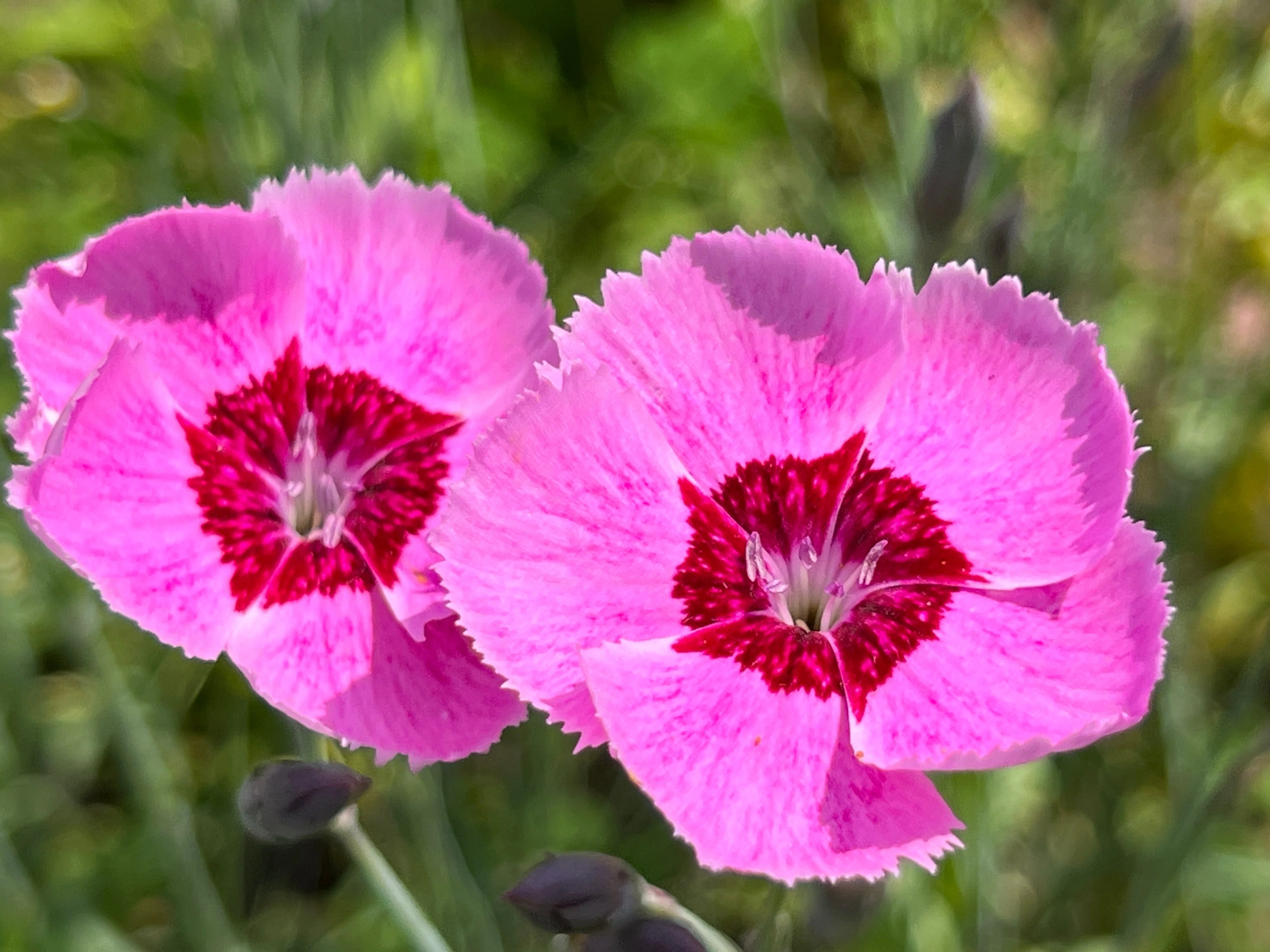 550 MAIDEN PINKS Mixed Colors Dianthus Deltoides Flower Seeds - Image 13