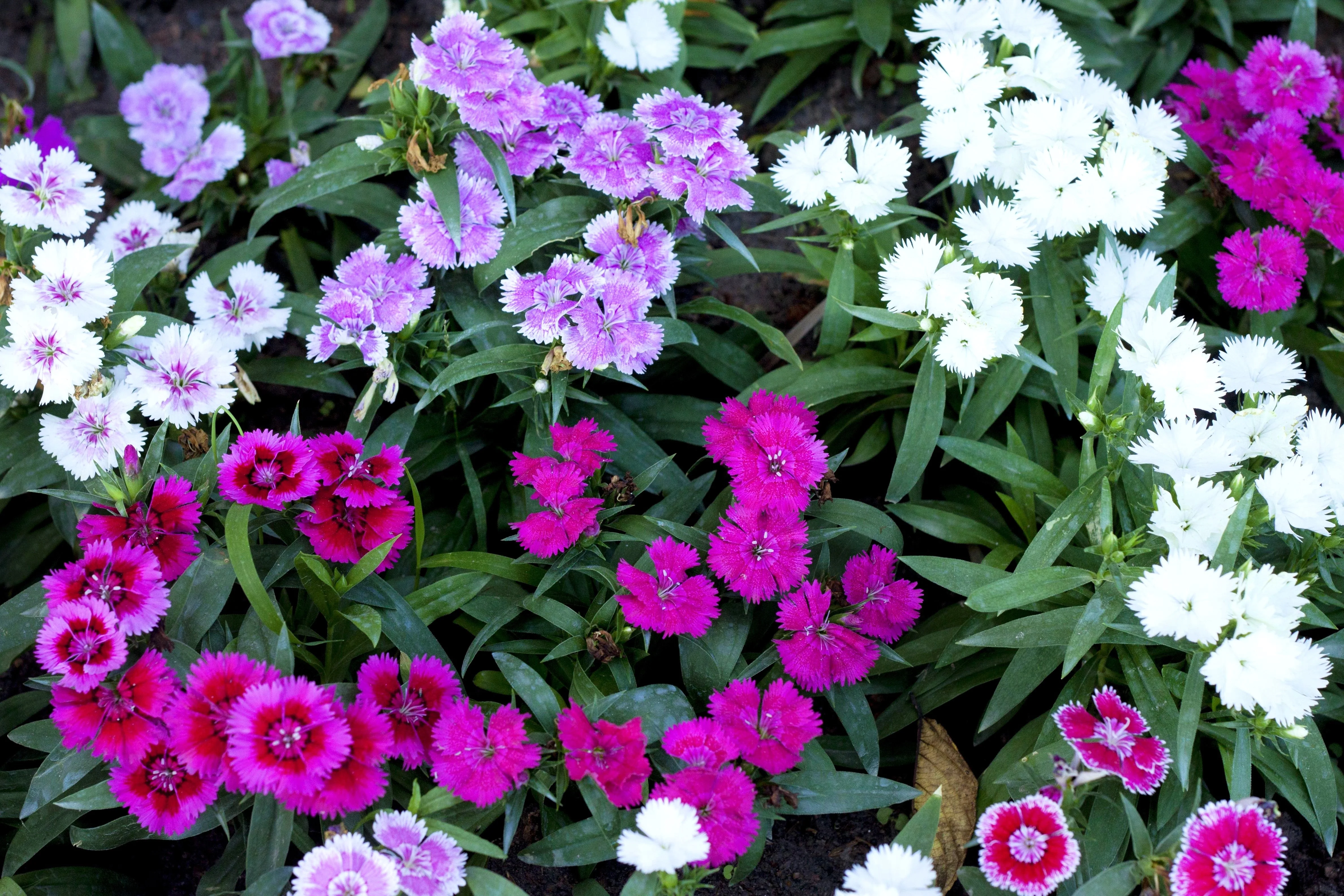 550 MAIDEN PINKS Mixed Colors Dianthus Deltoides Flower Seeds - Image 3