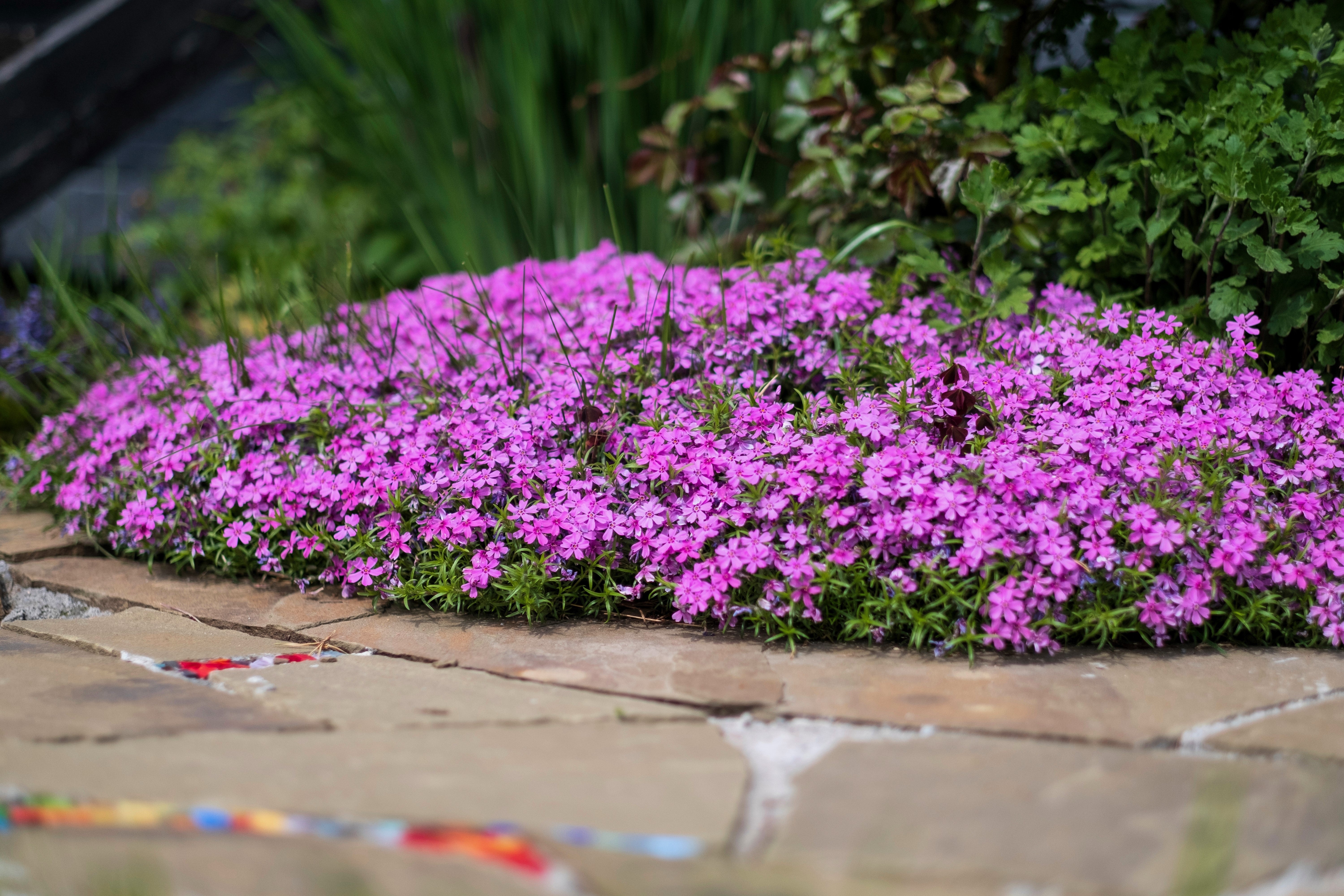 550 MAIDEN PINKS Mixed Colors Dianthus Deltoides Flower Seeds - Image 8