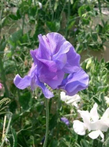 60 Mixed Colors SWEET PEA ROYAL Family Mix Lathyrus Odoratus Flower Vine Seeds - Image 10