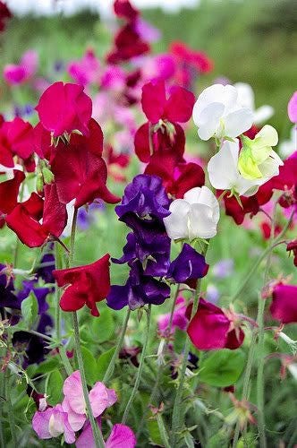 60 Mixed Colors SWEET PEA ROYAL Family Mix Lathyrus Odoratus Flower Vine Seeds - Image 5