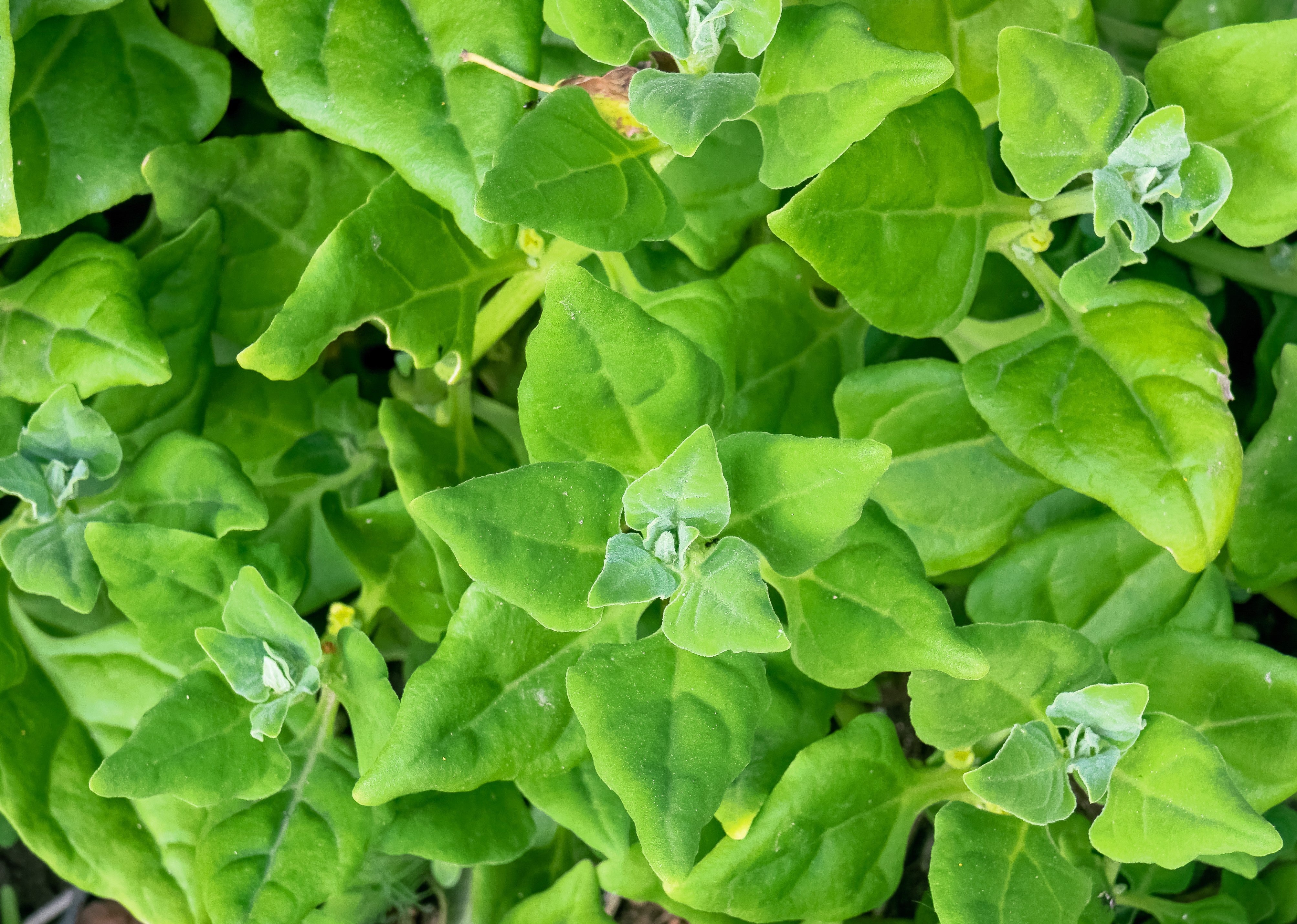 60 NEW ZEALAND SPINACH Tetragonia Tetragonioides Vegetable Greens Seeds - Image 3