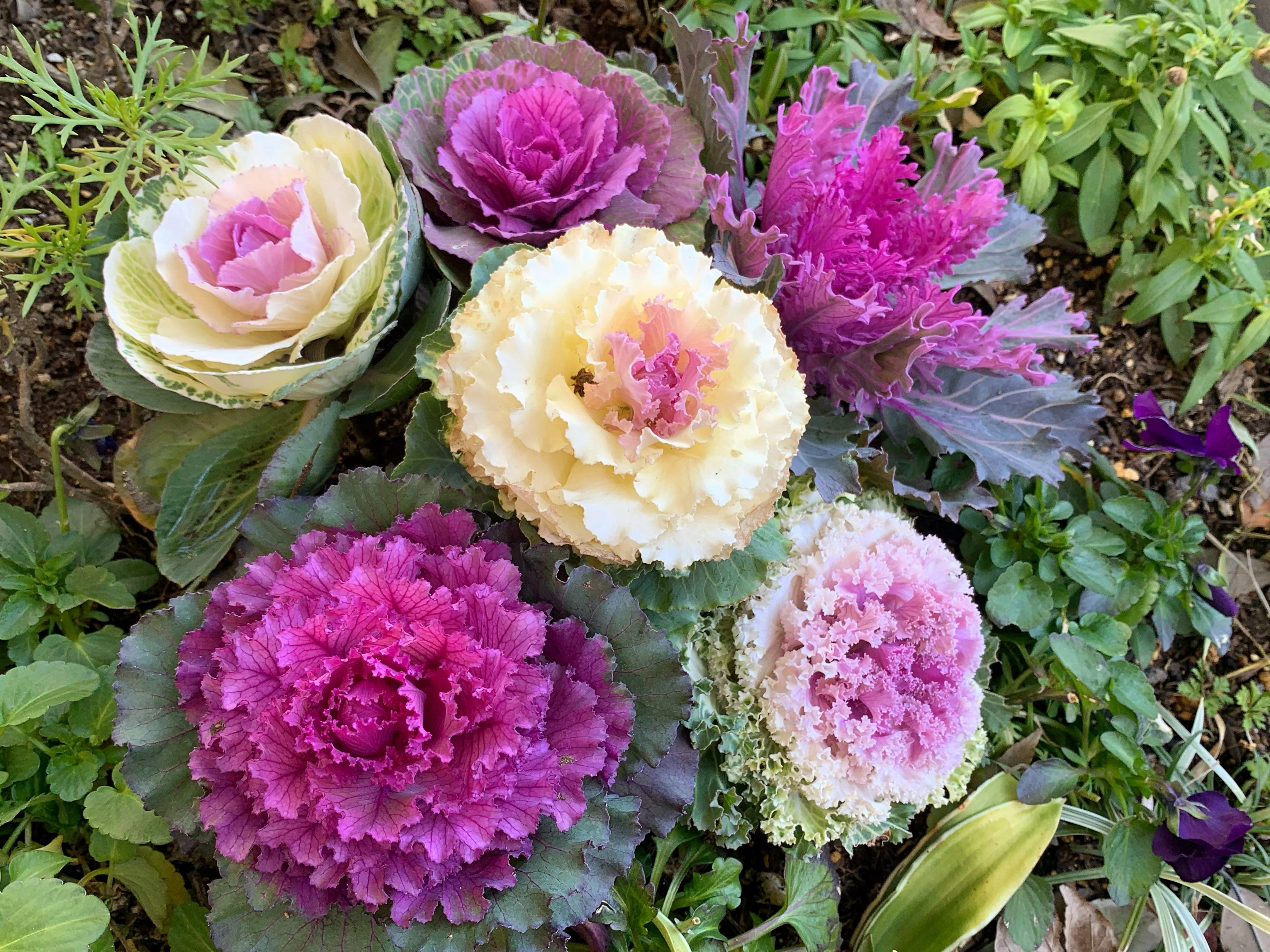 60 ORNAMENTAL KALE MIXED Colors Brassica Oleracea Flower Seeds - Image 6