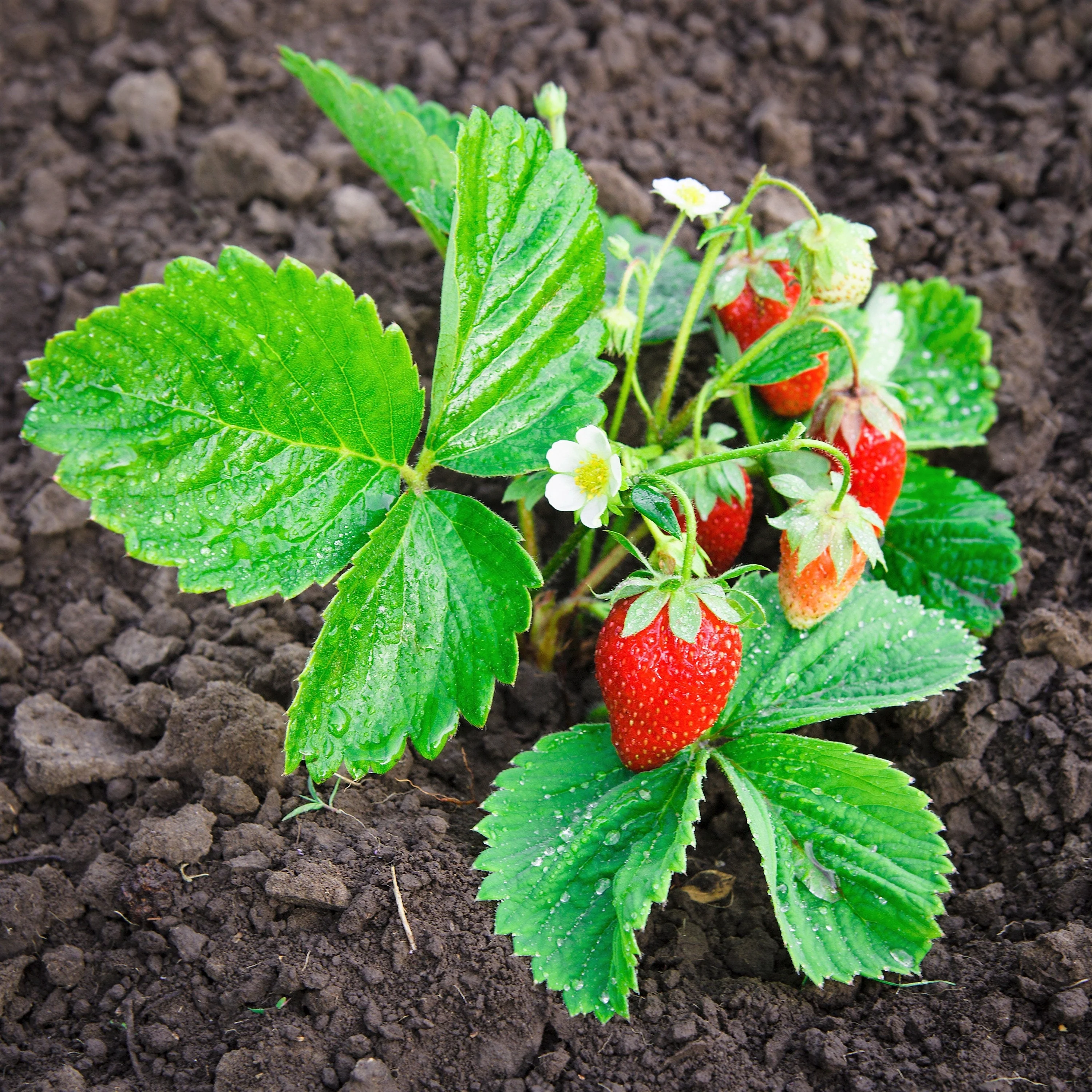 60 RUEGEN STRAWBERRY Everbearing Alpine Fragaria Vesca Red Berry Fruit White Flower Seeds - Image 10
