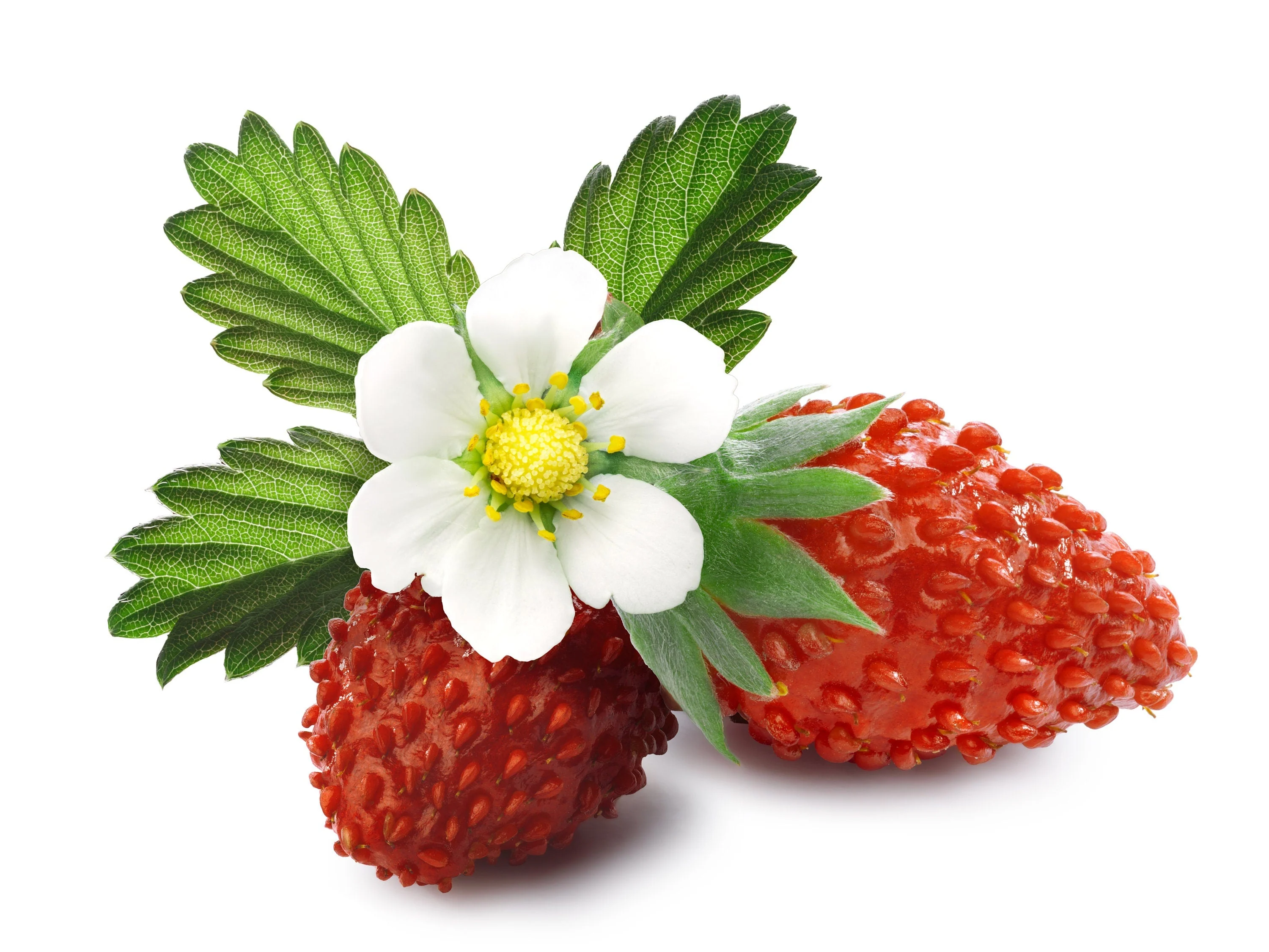 60 RUEGEN STRAWBERRY Everbearing Alpine Fragaria Vesca Red Berry Fruit White Flower Seeds - Image 8