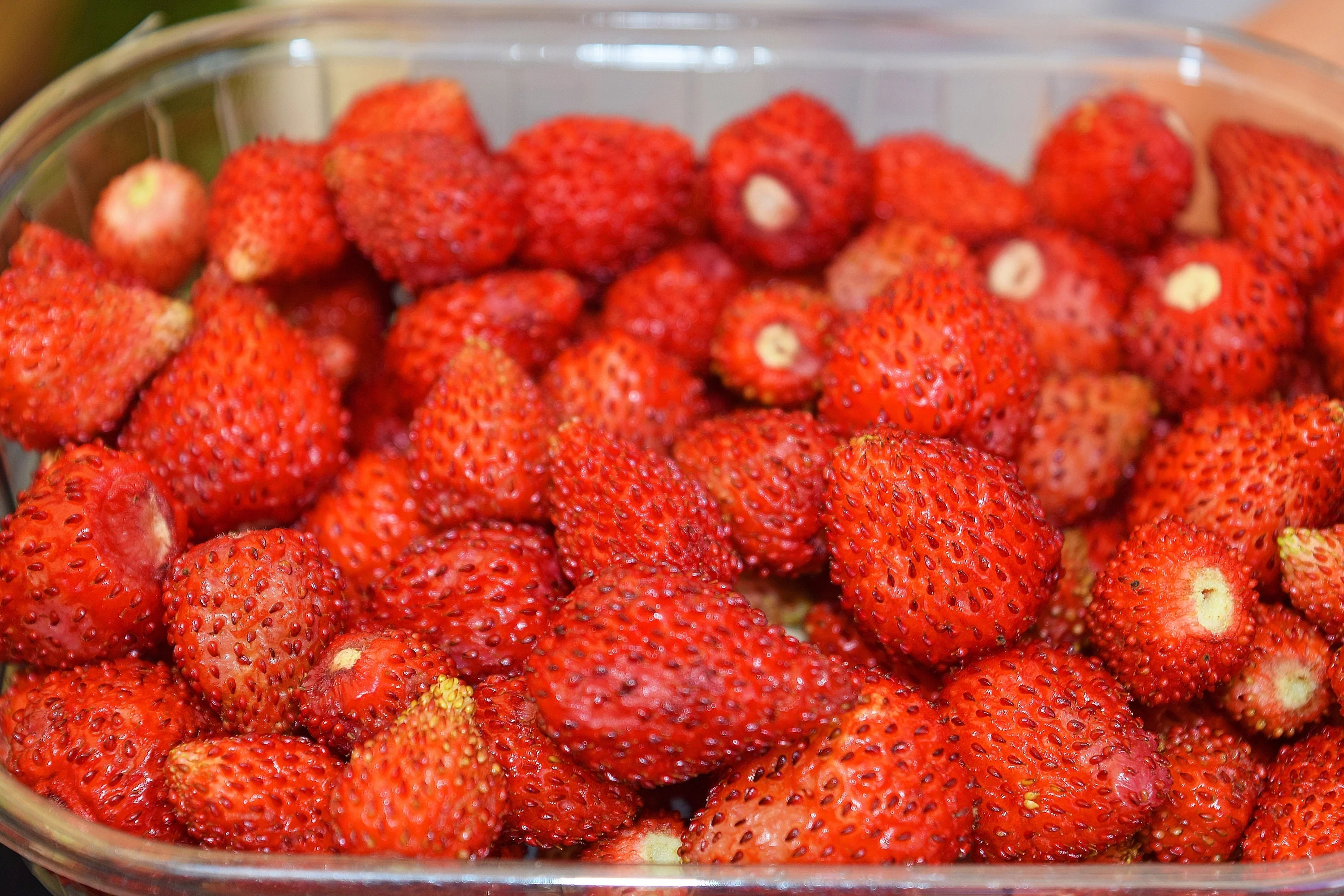60 RUEGEN STRAWBERRY Everbearing Alpine Fragaria Vesca Red Berry Fruit White Flower Seeds - Image 9