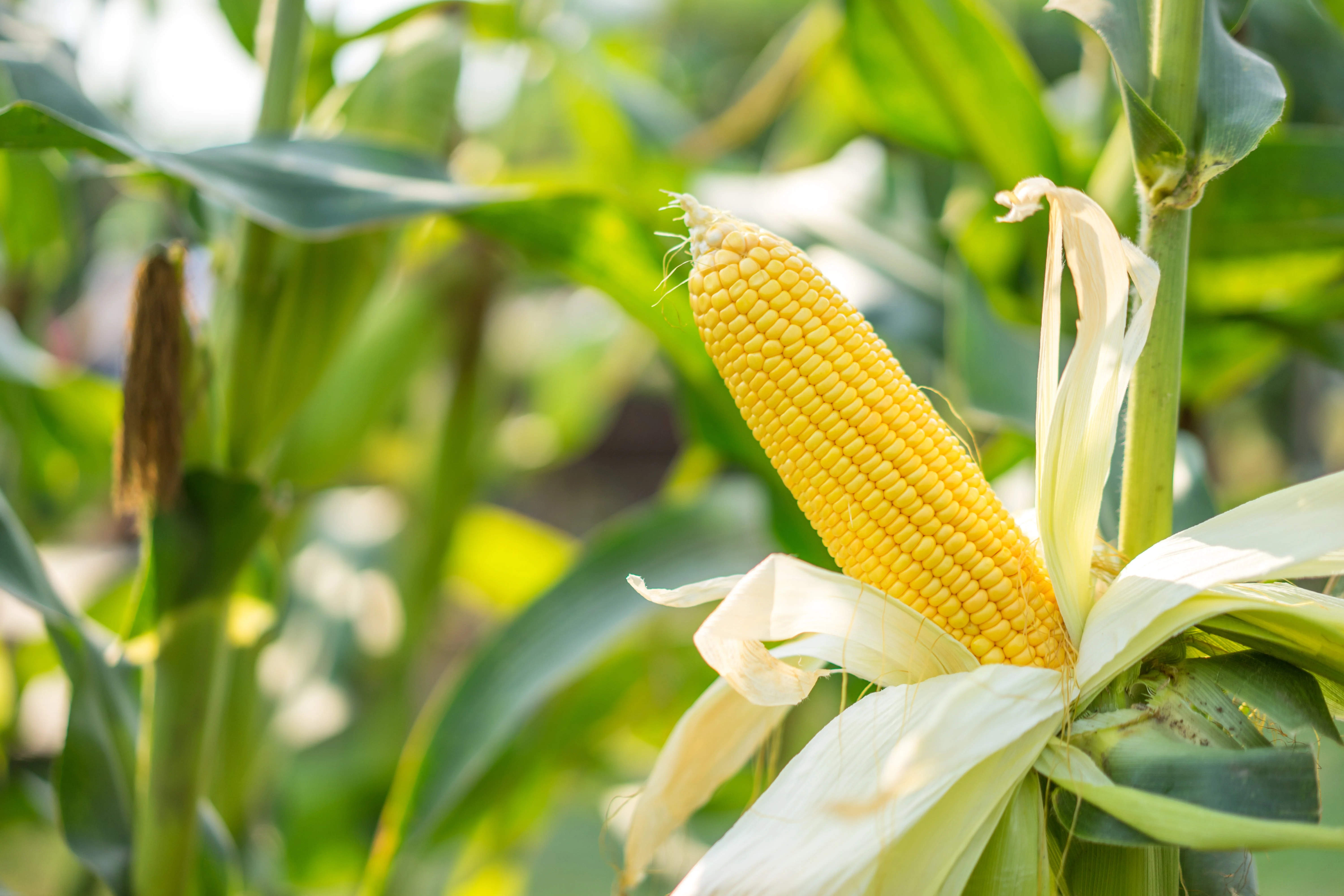 60 YELLOW CORN ' Early Xtra Sweet ' Zea Mays Vegetable Seeds - Image 3