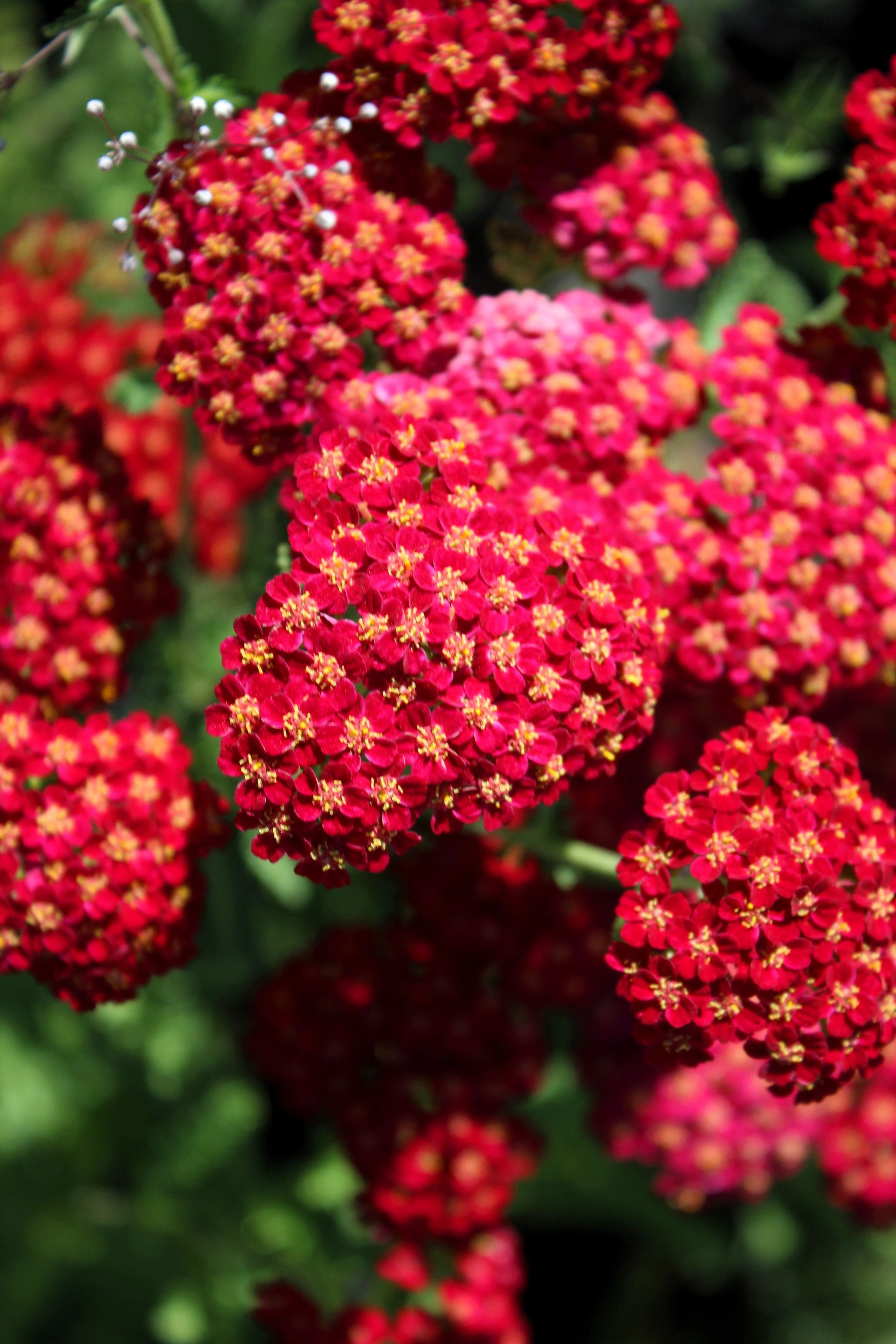 600 RED YARROW Achillea Millefolium Rubra Flower Seeds - Image 2