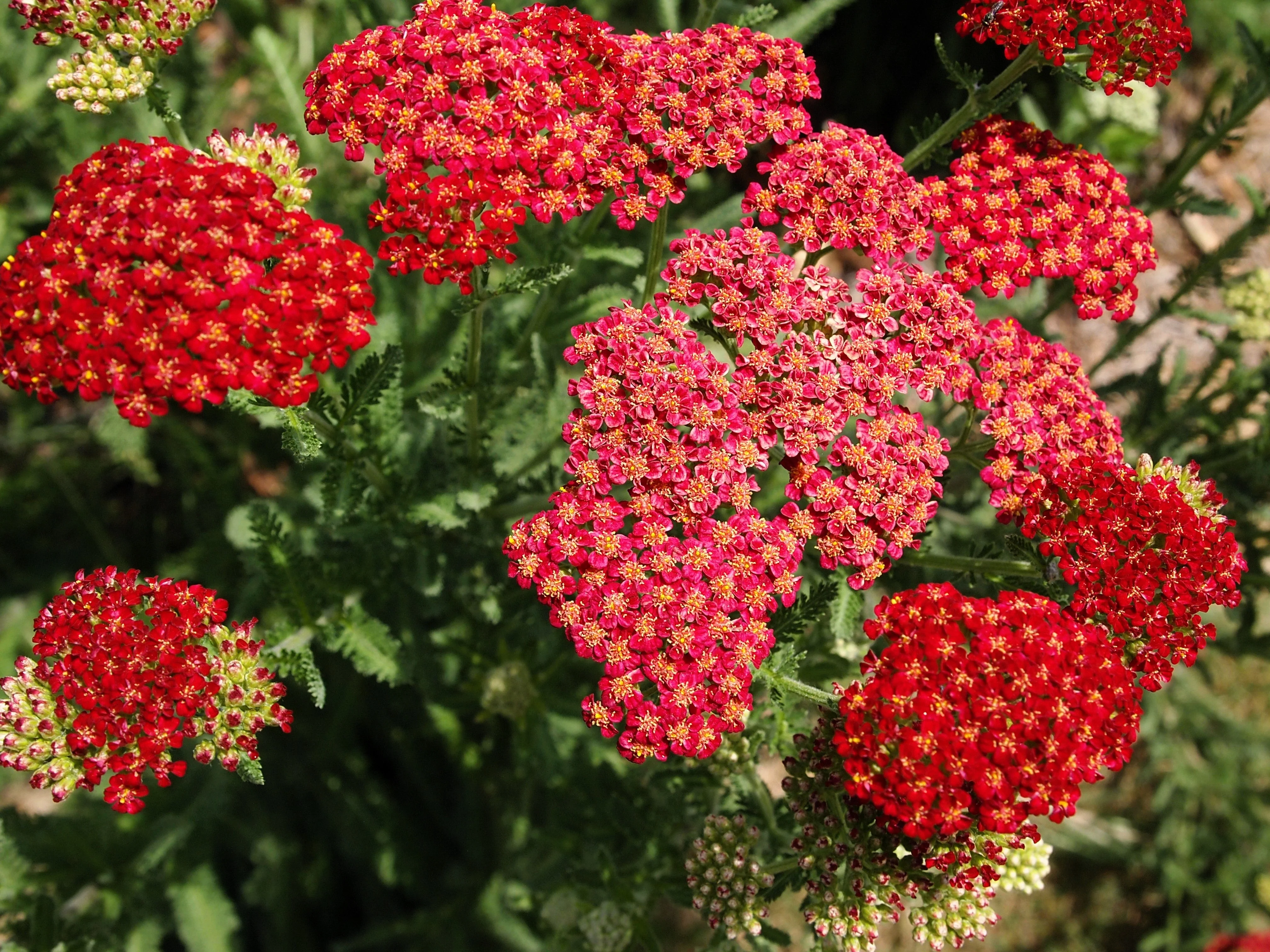 600 RED YARROW Achillea Millefolium Rubra Flower Seeds - Image 8