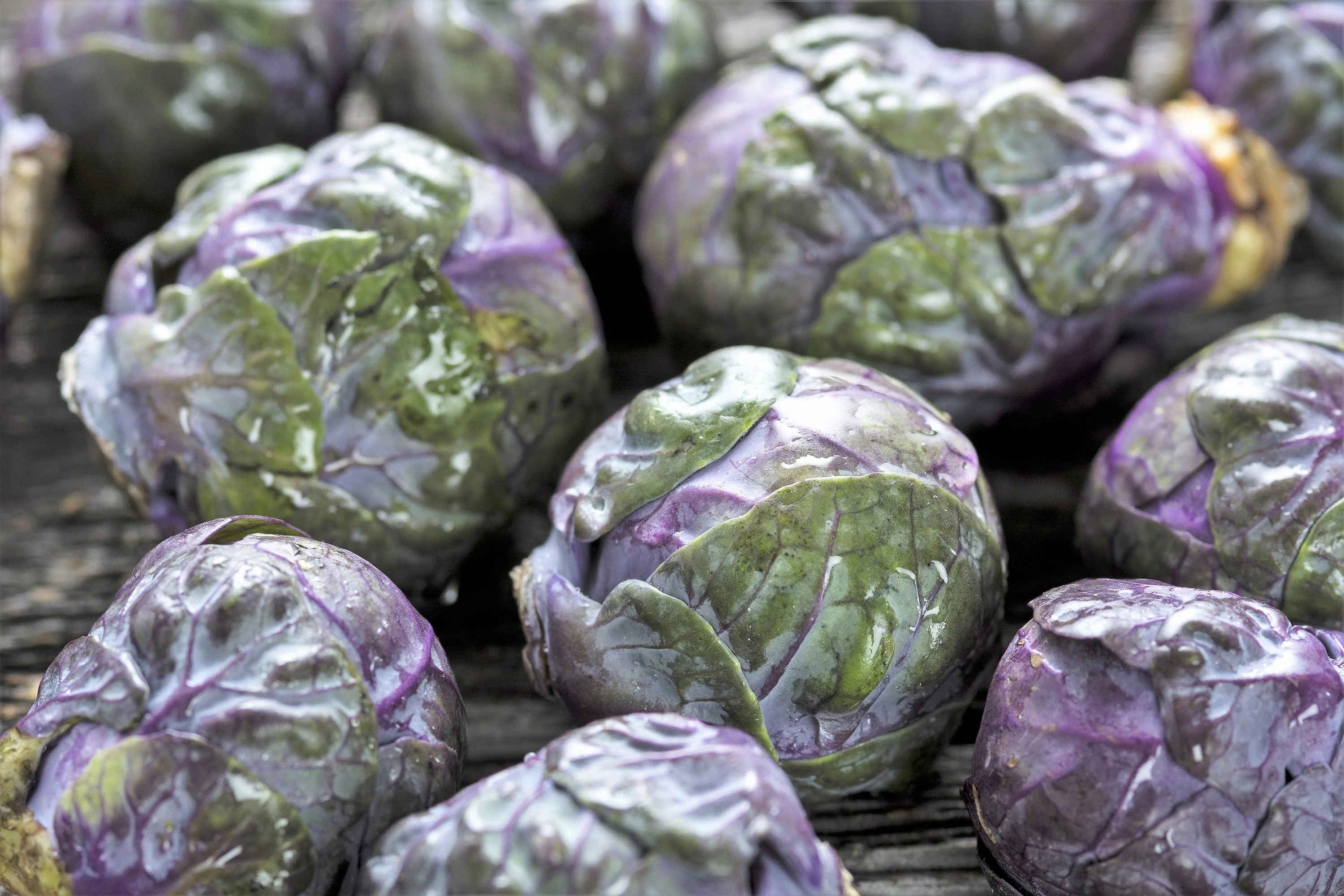 70 RED Ball BRUSSEL SPROUT Brussels Sprouts Brassica Oleracea Gemmifera Vegetable Seeds - Image 9
