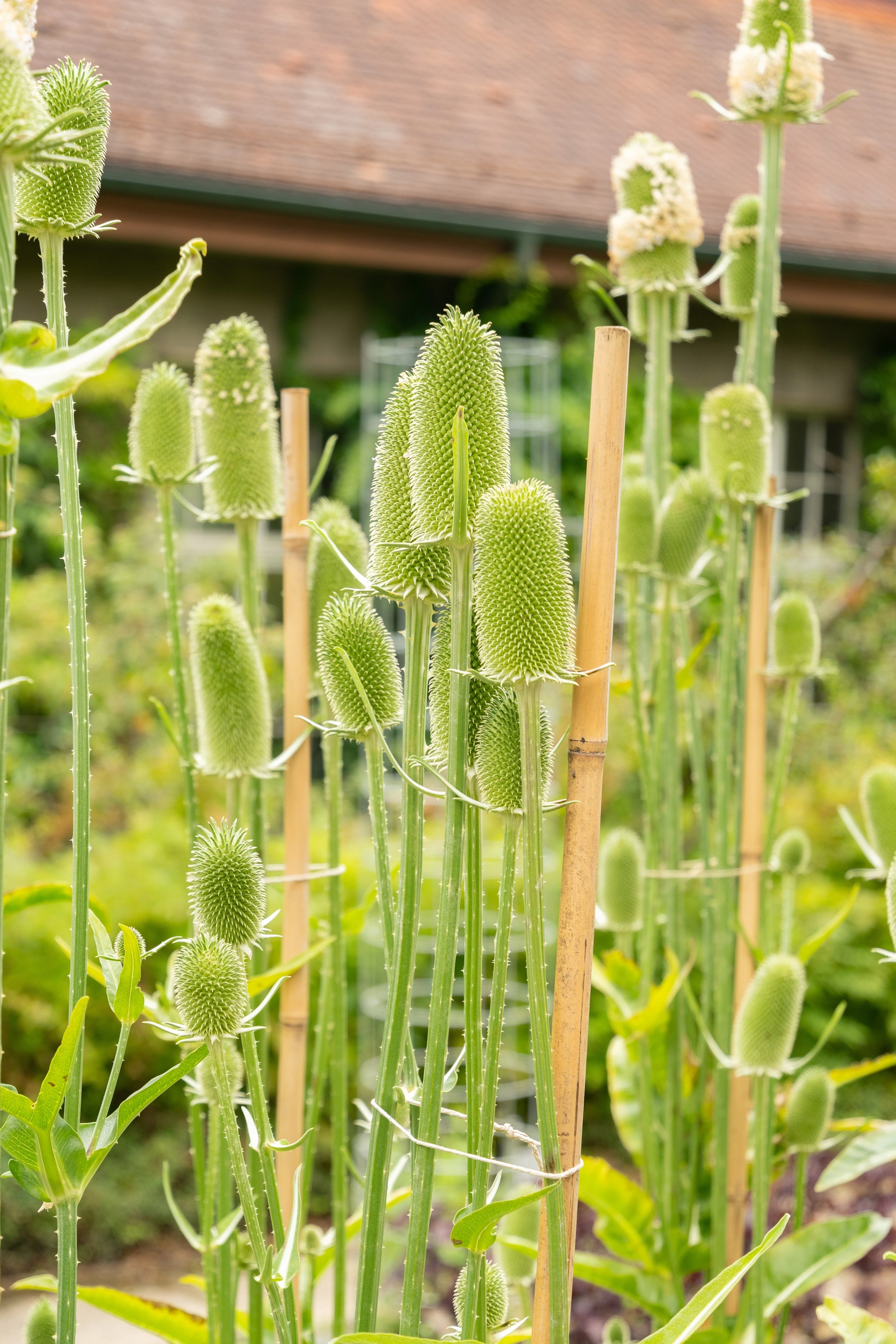 75 FULLERS TEASEL Indian Teasel Dipsacus Sativus White Flower Herb Seeds - Image 6