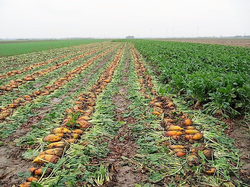 75 Giant Red BEET Mangelwurzel Mangel Mangold Wurzel Mammoth Long Beta Vulgaris Seeds - Image 6