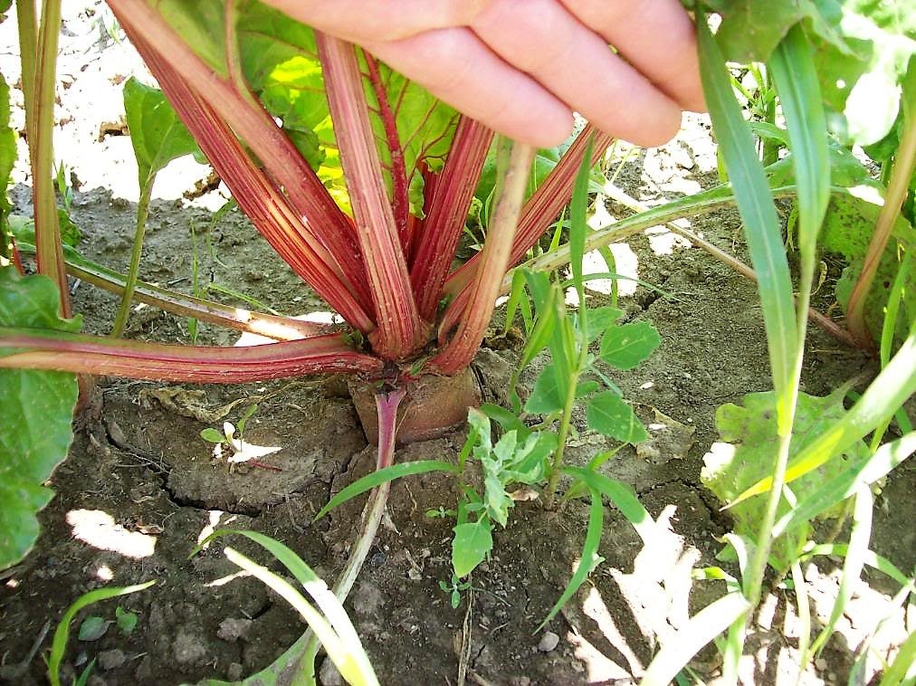 75 Giant Red BEET Mangelwurzel Mangel Mangold Wurzel Mammoth Long Beta Vulgaris Seeds - Image 9