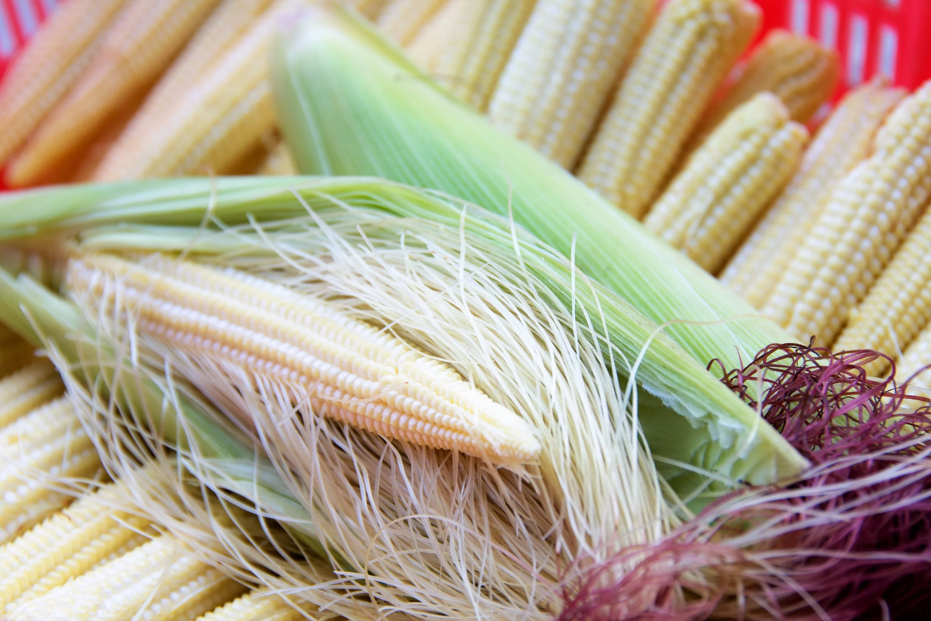 75 Japanese WHITE HULLESS POPCORN or Baby Corn Zea Mays Heirloom Vegetable Seeds - Image 2