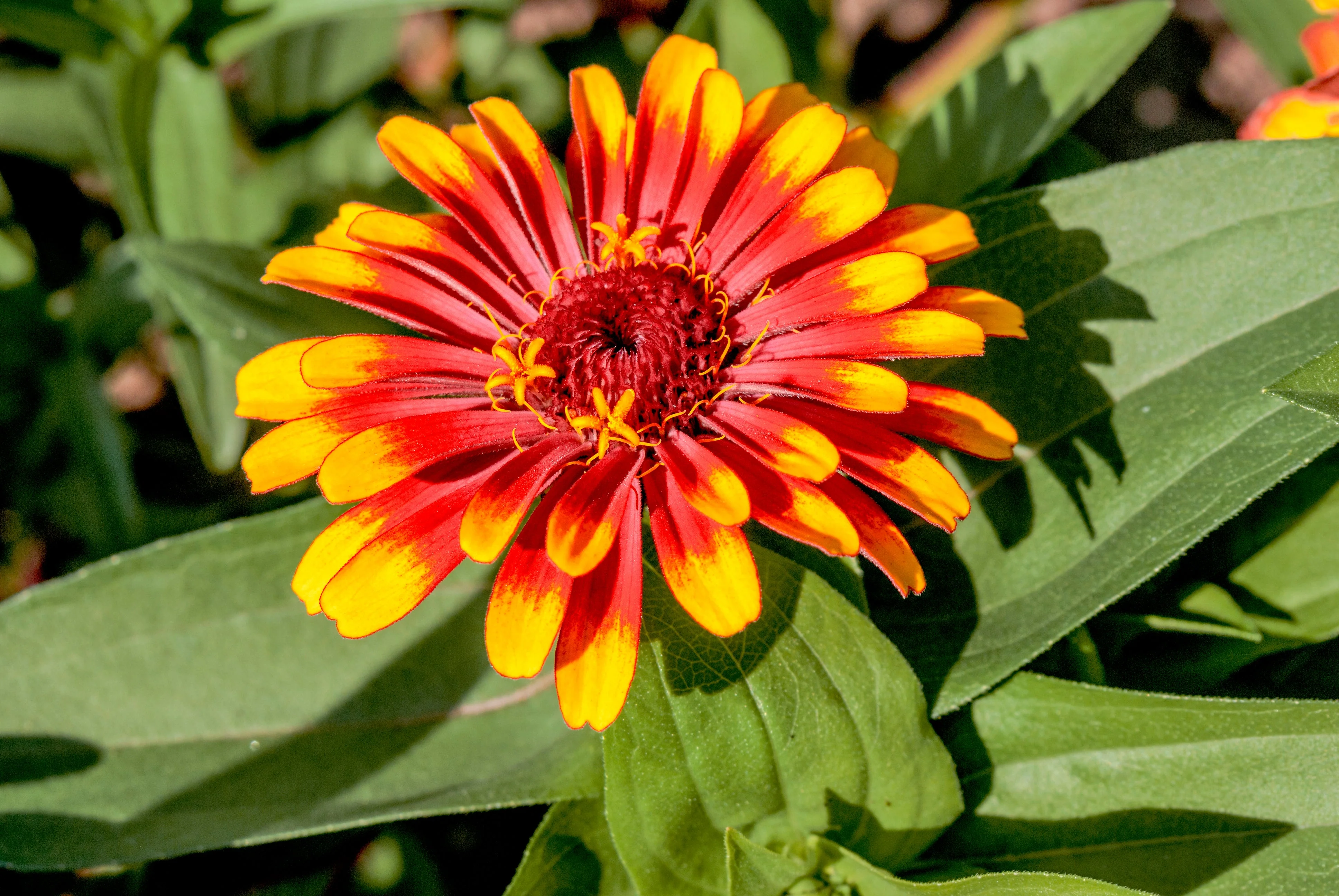 75 Mixed Colors PERSIAN CARPET ZINNIA Zinnia Haageana Flower Seeds - Image 10