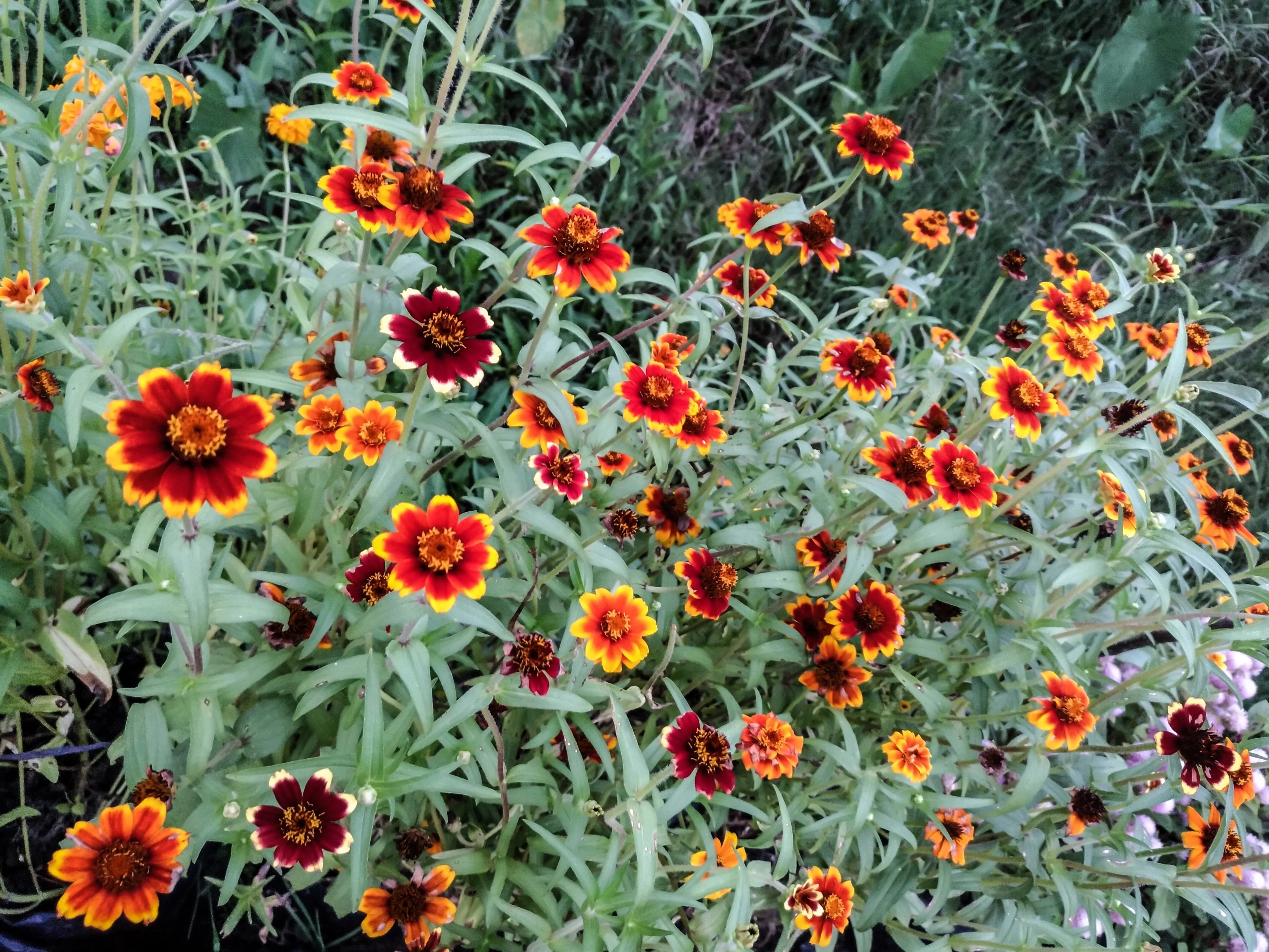 75 Mixed Colors PERSIAN CARPET ZINNIA Zinnia Haageana Flower Seeds - Image 12