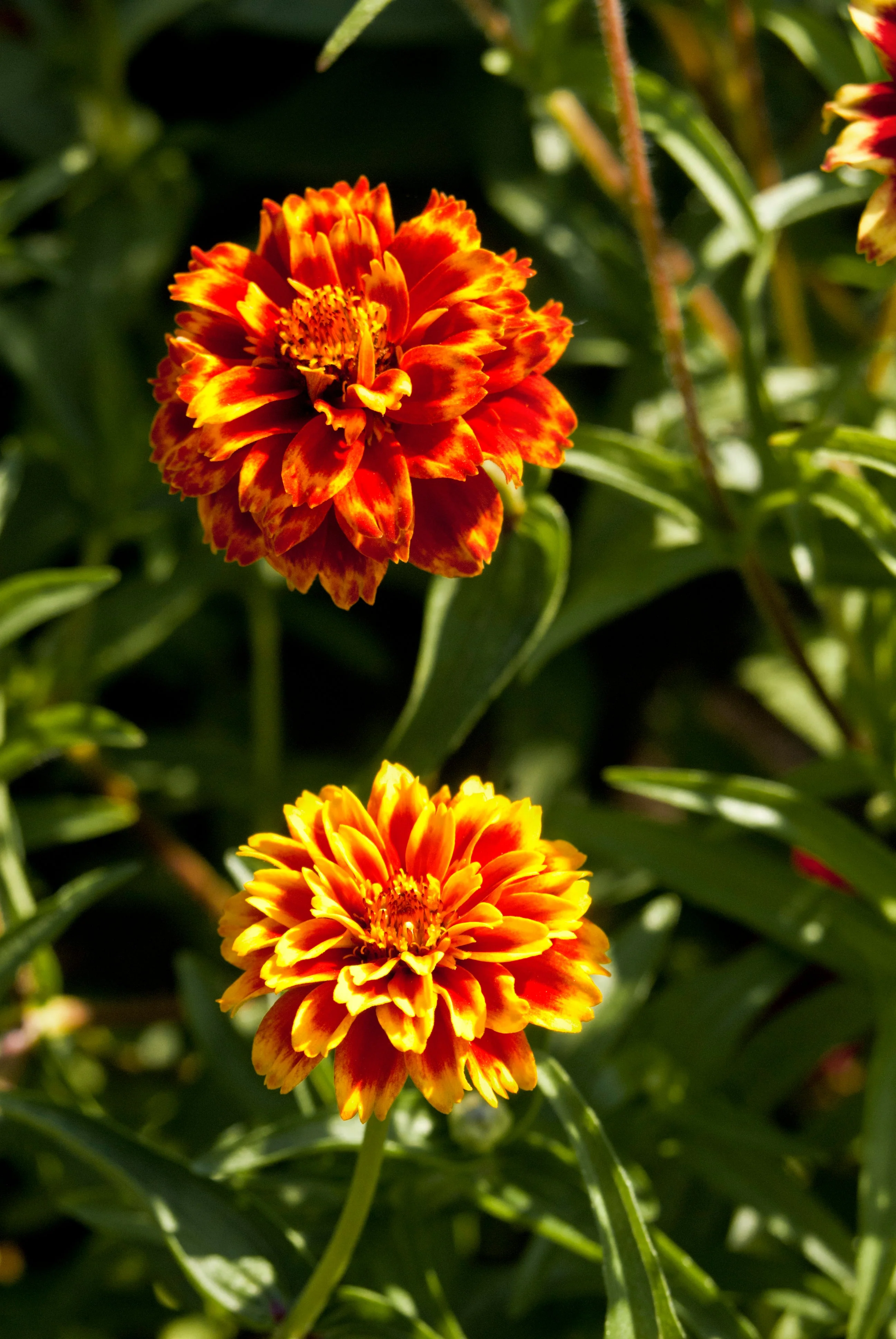 75 Mixed Colors PERSIAN CARPET ZINNIA Zinnia Haageana Flower Seeds - Image 2
