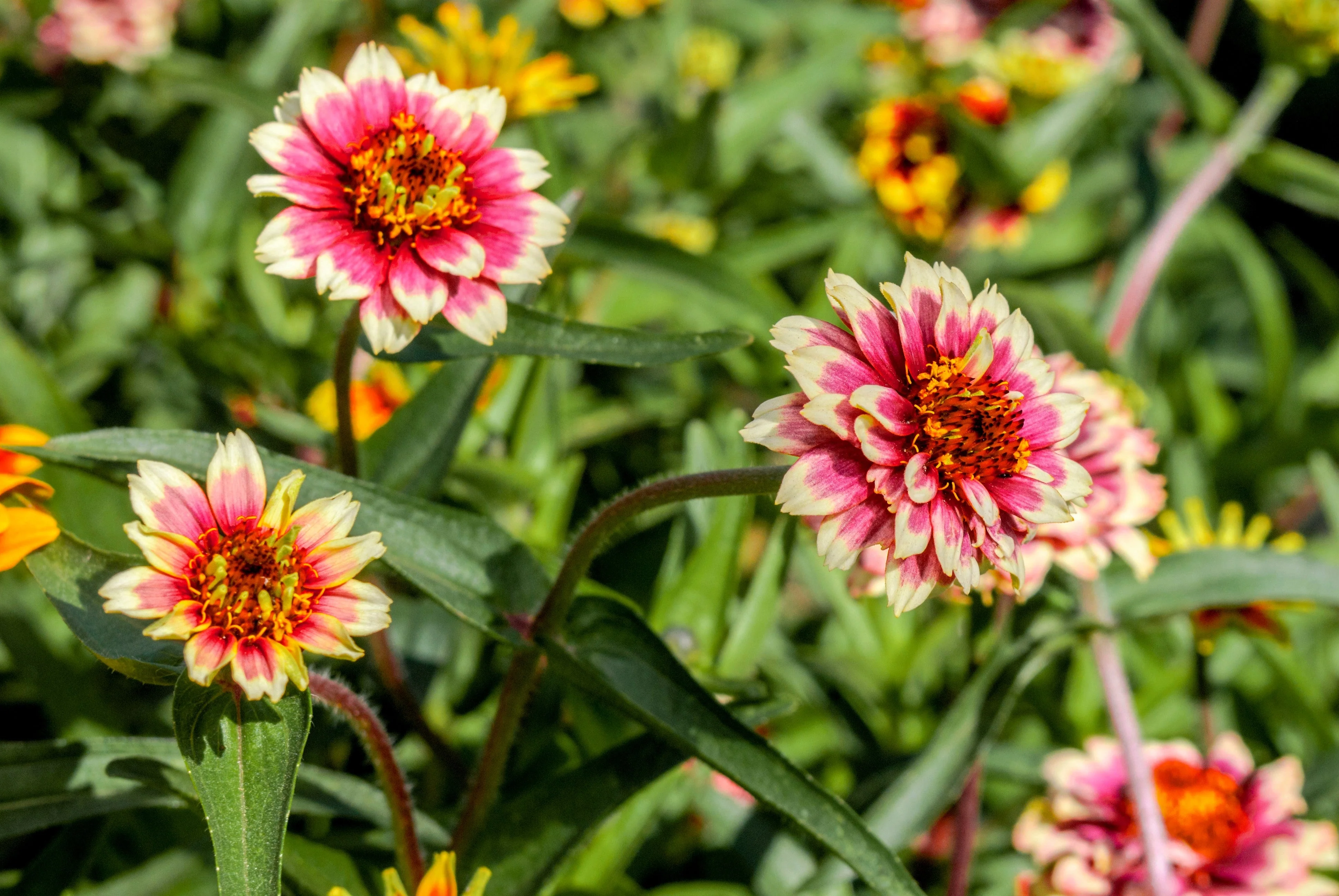 75 Mixed Colors PERSIAN CARPET ZINNIA Zinnia Haageana Flower Seeds - Image 7